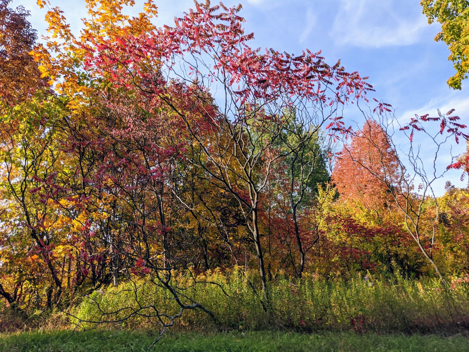 Google Pixel 4 XL sample photo. Fall, tree, leaves photography