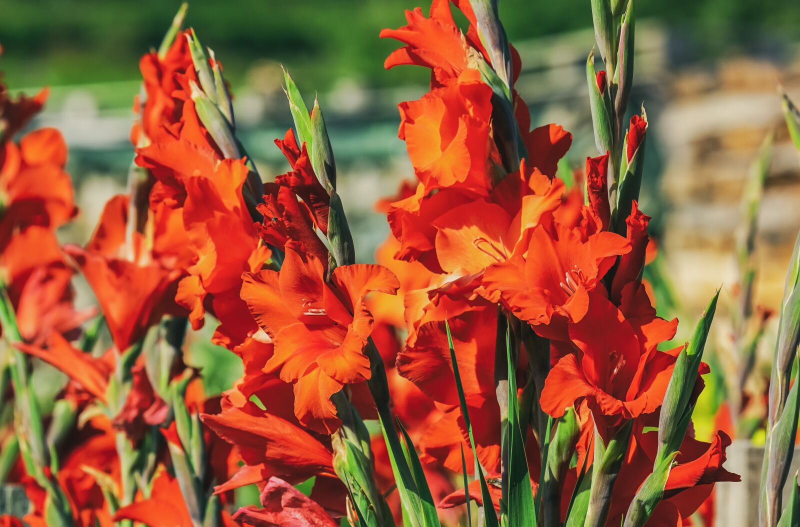 Fujifilm XF 55-200mm F3.5-4.8 R LM OIS sample photo. Gladiolus, flower, blossom photography