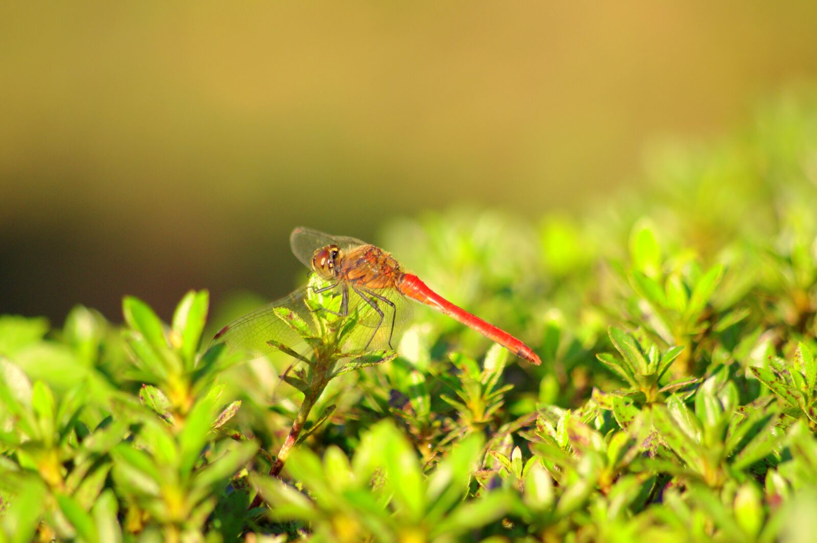Pentax K-x sample photo. Dragonfly, red dragonfly, summer photography