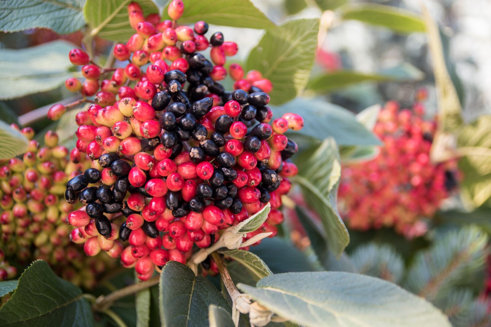 Nikon D5500 sample photo. Berries, red, black photography