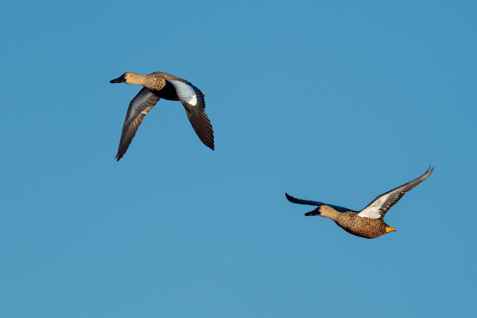 M.300mm F4.0 + MC-14 sample photo. Cape shoveler, ducks, birds photography