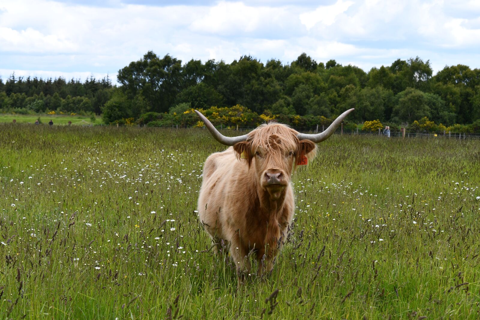 Nikon D7500 sample photo. Coo, cow, scotland photography