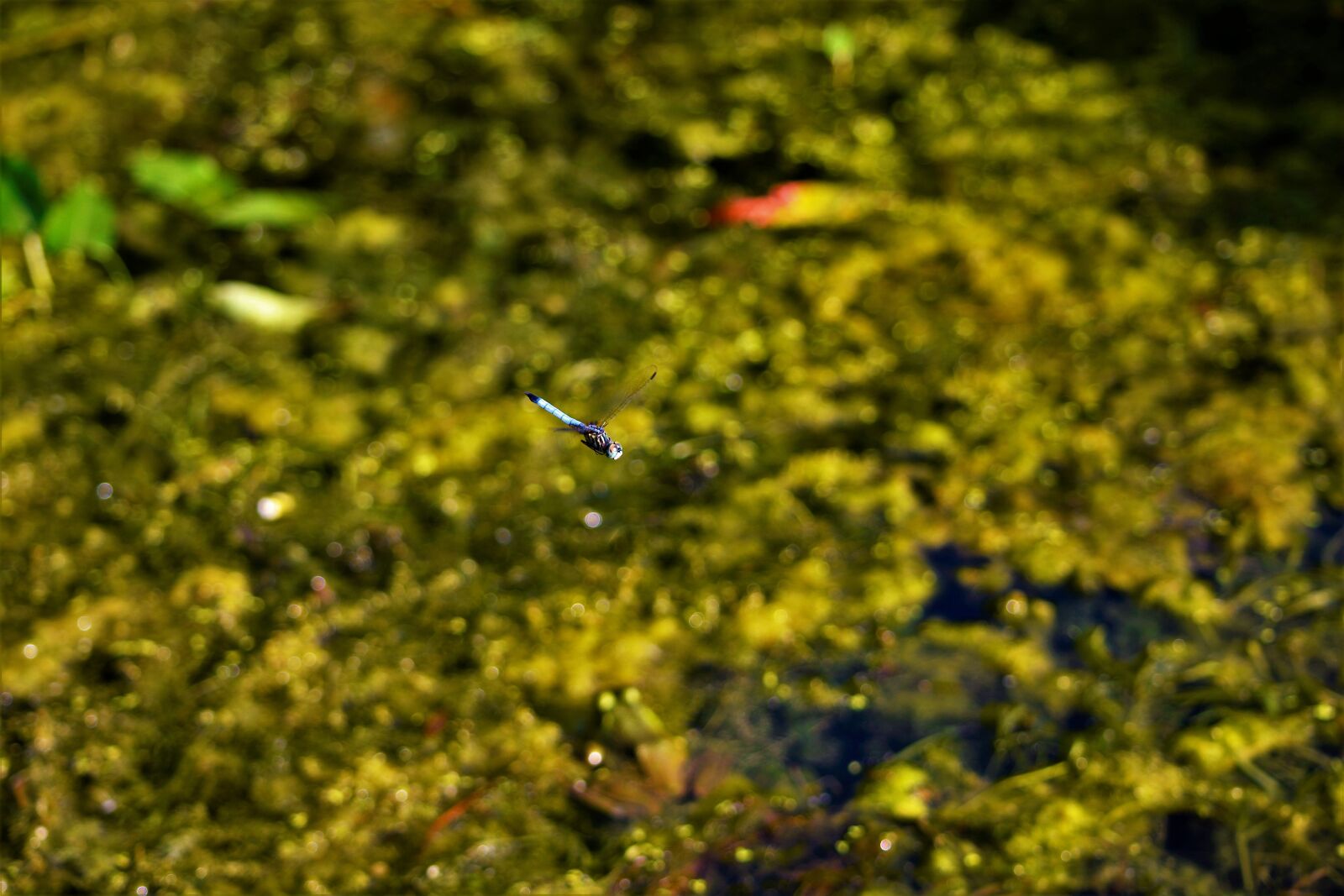 Nikon D7100 sample photo. Dragonfly, stopped, in flight photography
