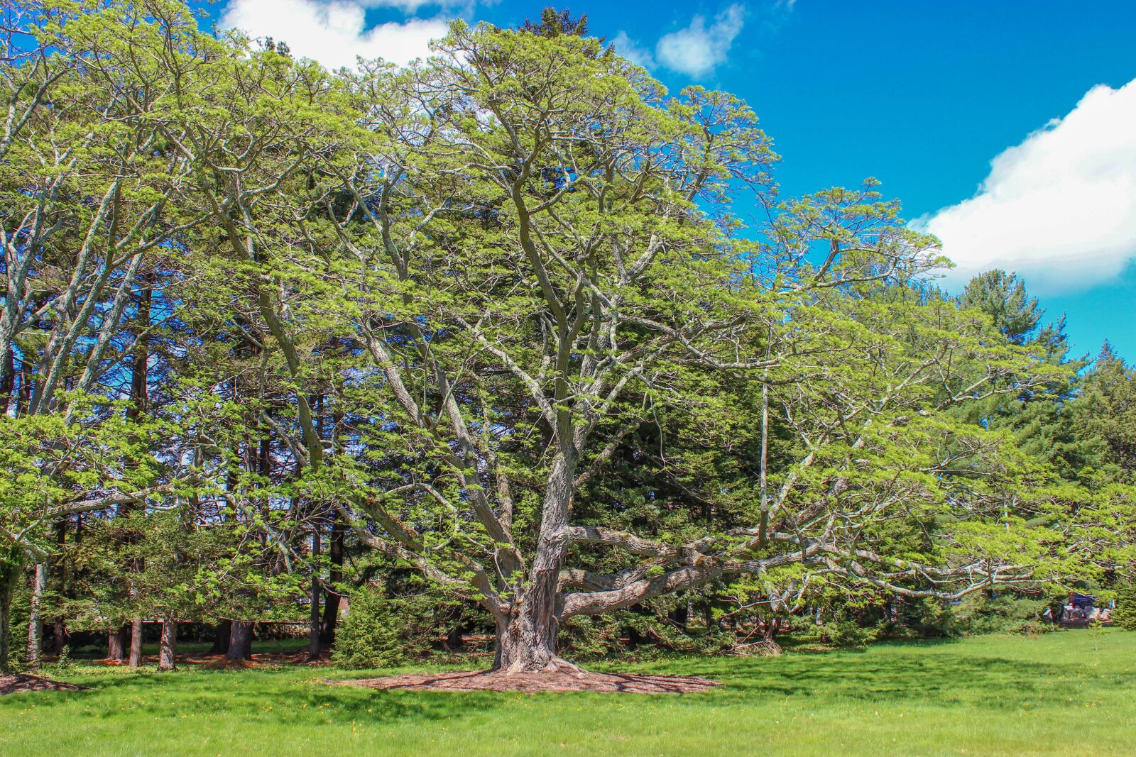 Canon EOS 600D (Rebel EOS T3i / EOS Kiss X5) sample photo. Tree, arboretum, nature photography