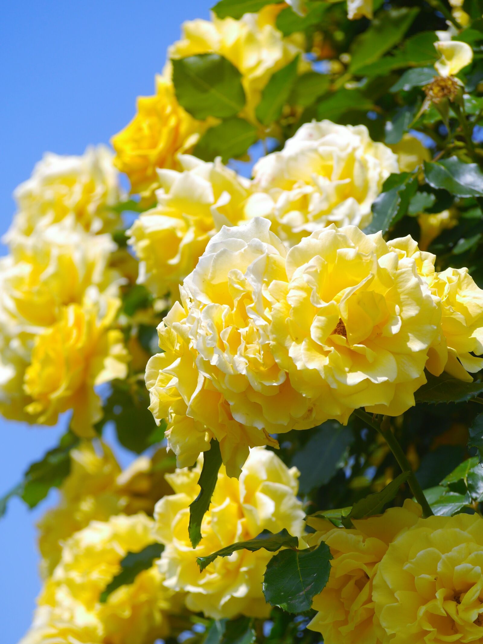 Panasonic Lumix DMC-GX1 sample photo. Verny park, rose, huang photography