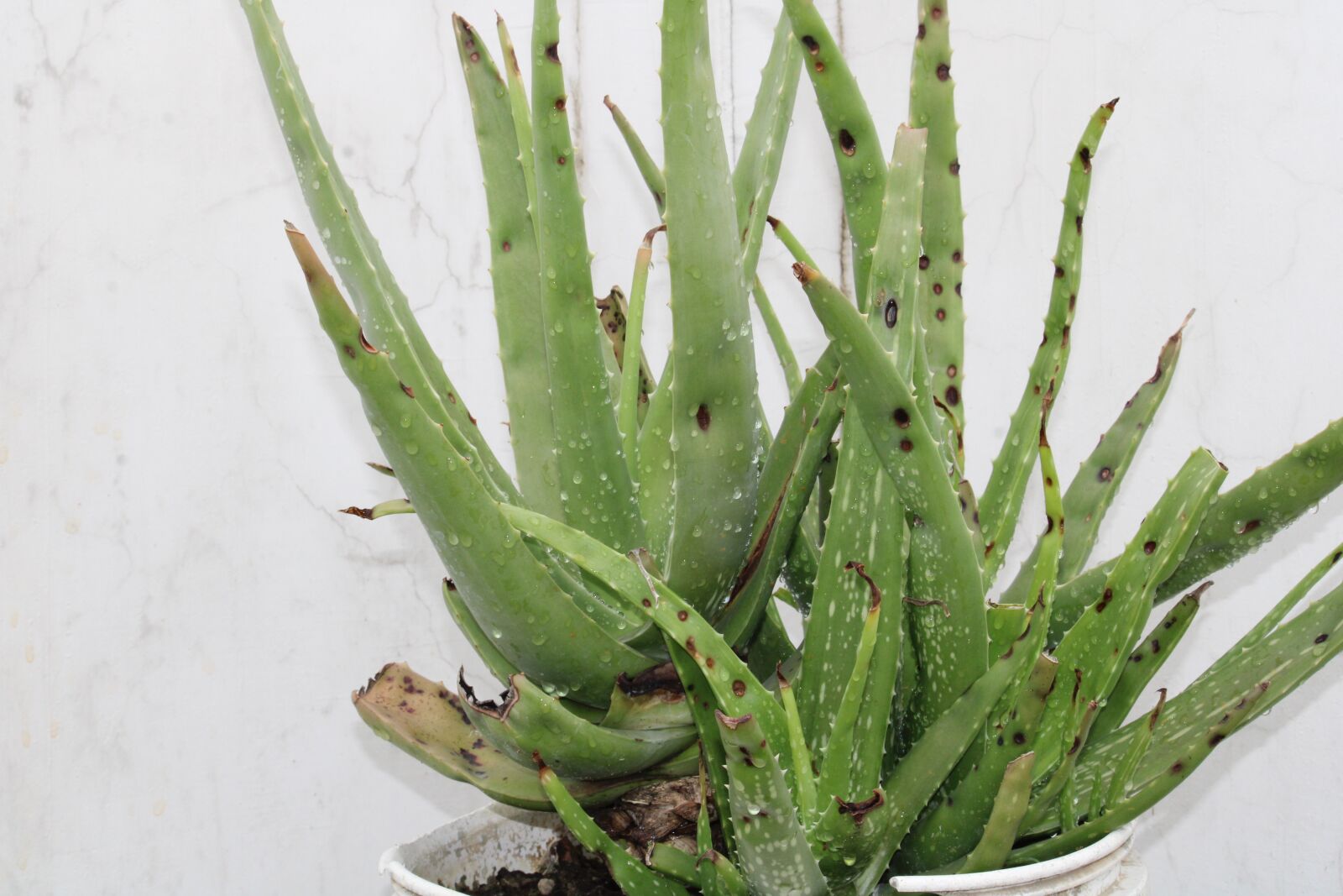 Canon EF-S 55-250mm F4-5.6 IS II sample photo. Aloe vera, natural, nature photography