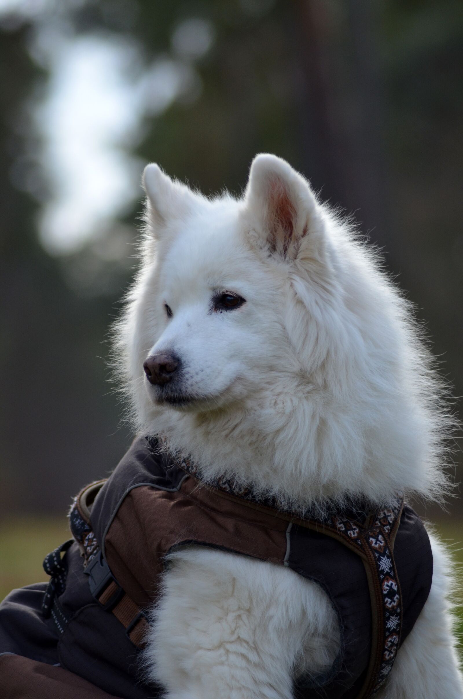 Nikon D5100 sample photo. Samoyed, tala, dog photography