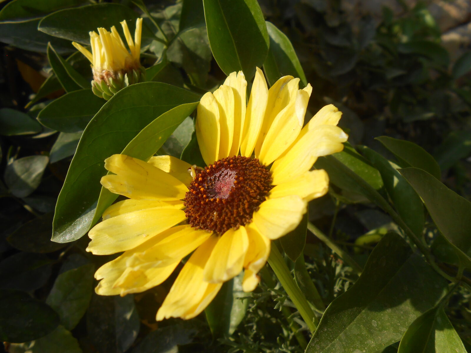 Nikon COOLPIX S4200 sample photo