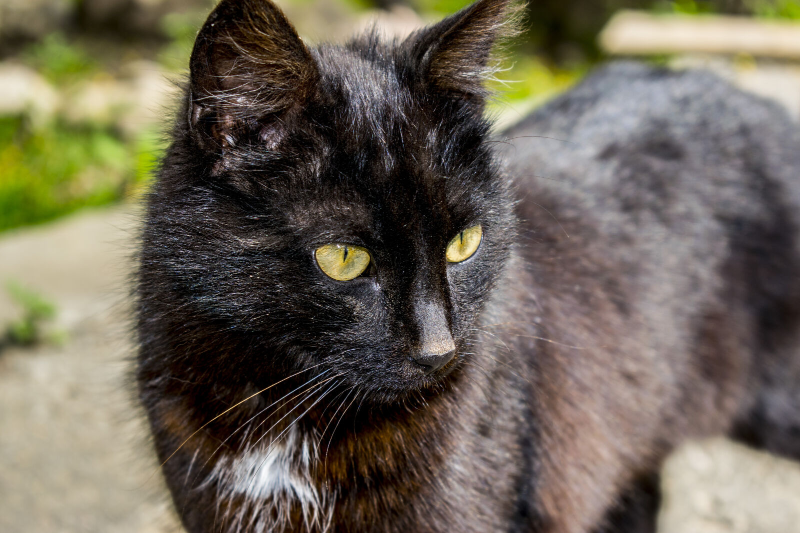 Nikon D3300 sample photo. Attitude, beautiful, eyes, big photography