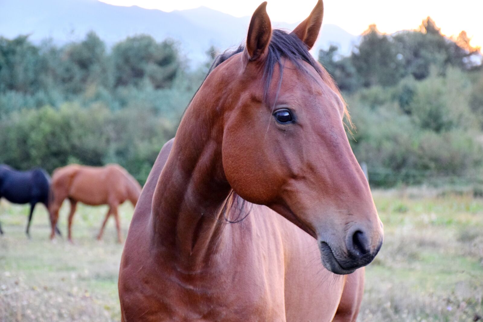 Nikon D5300 sample photo. Horse, animal, brown photography
