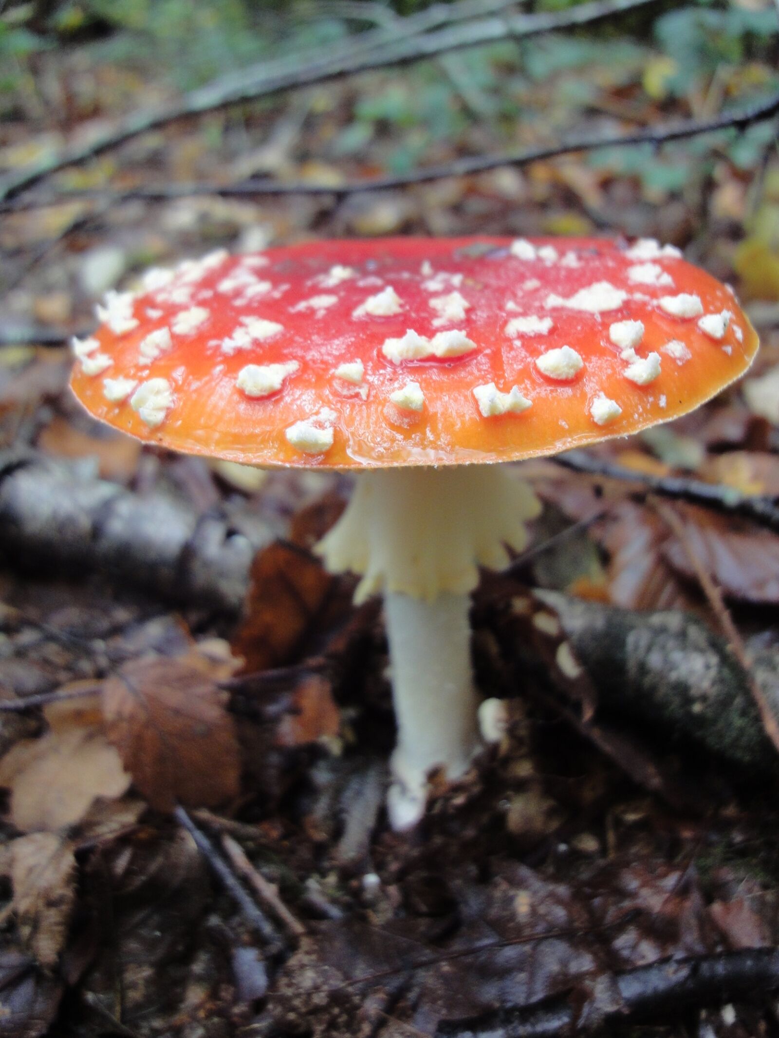 Sony Cyber-shot DSC-WX1 sample photo. Autumn, mushroom, red white photography