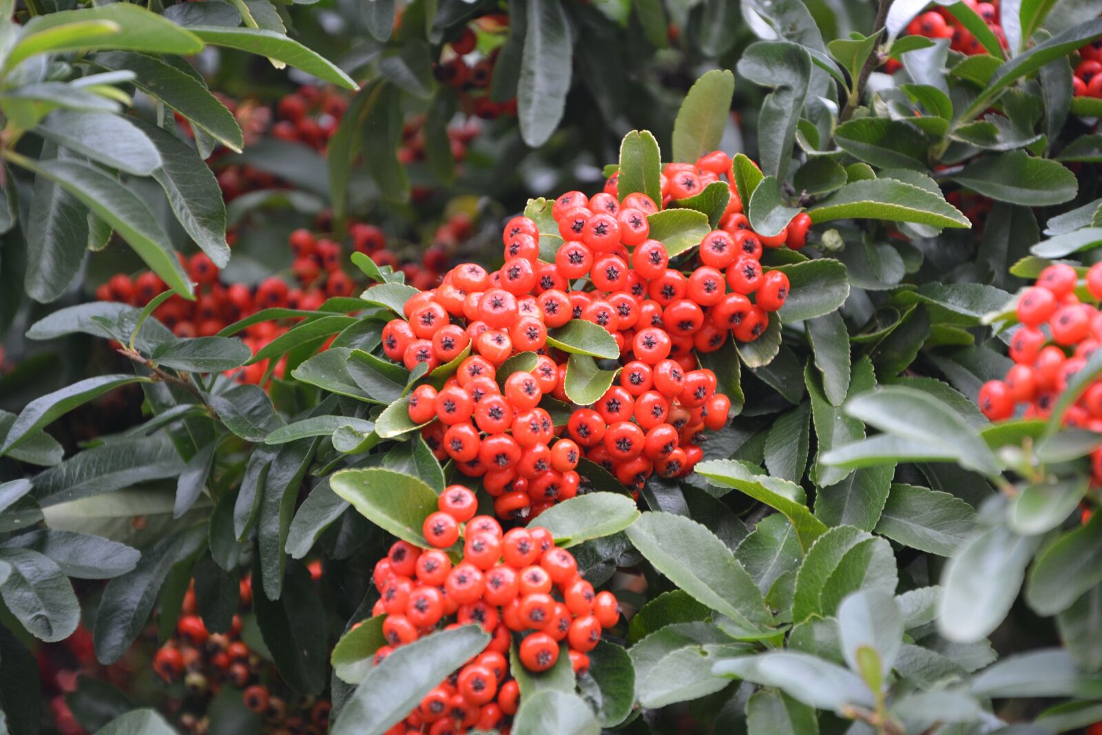 Nikon D5200 sample photo. Plant, red balls, green photography