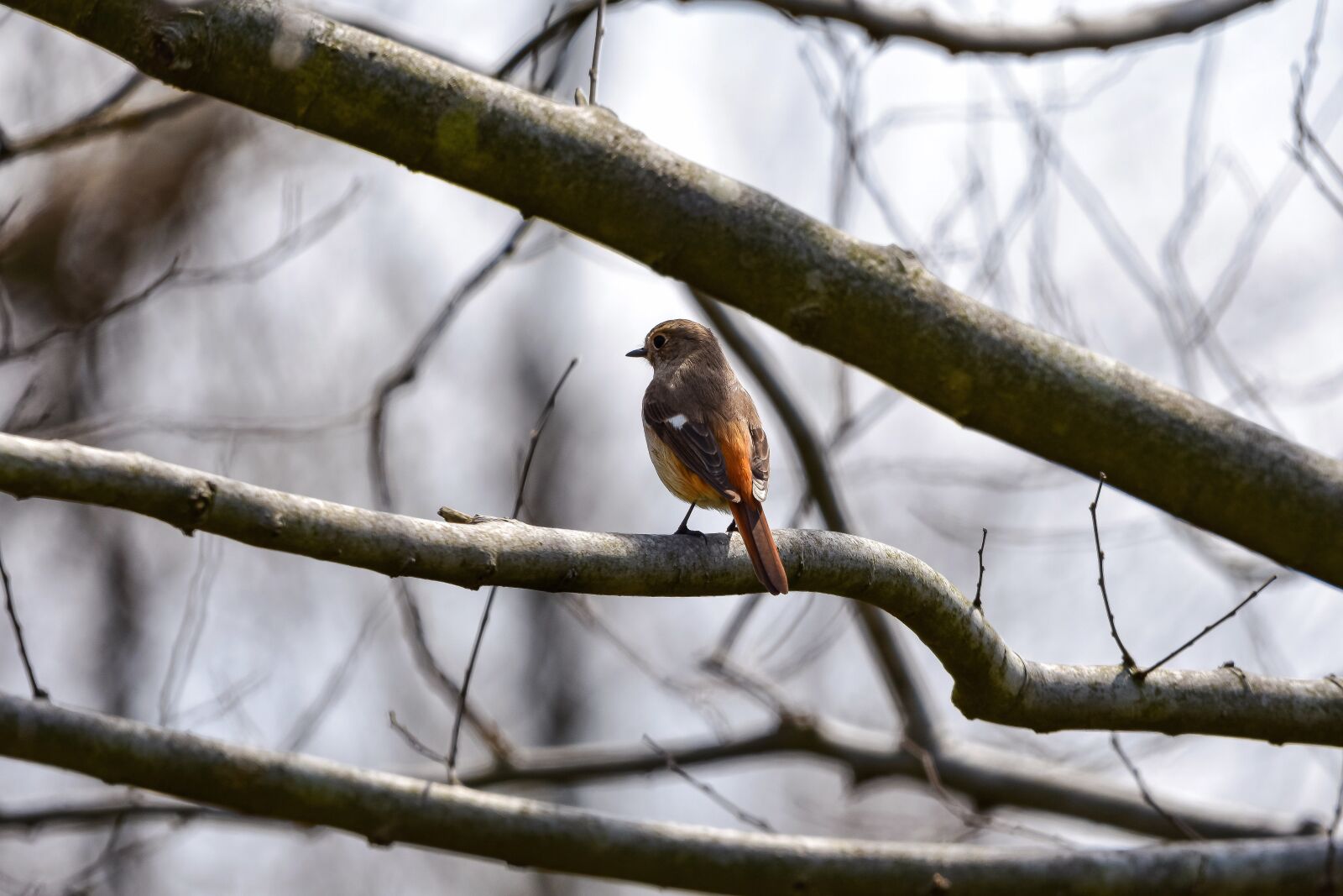 Nikon D7200 sample photo. Animal, forest, wood photography