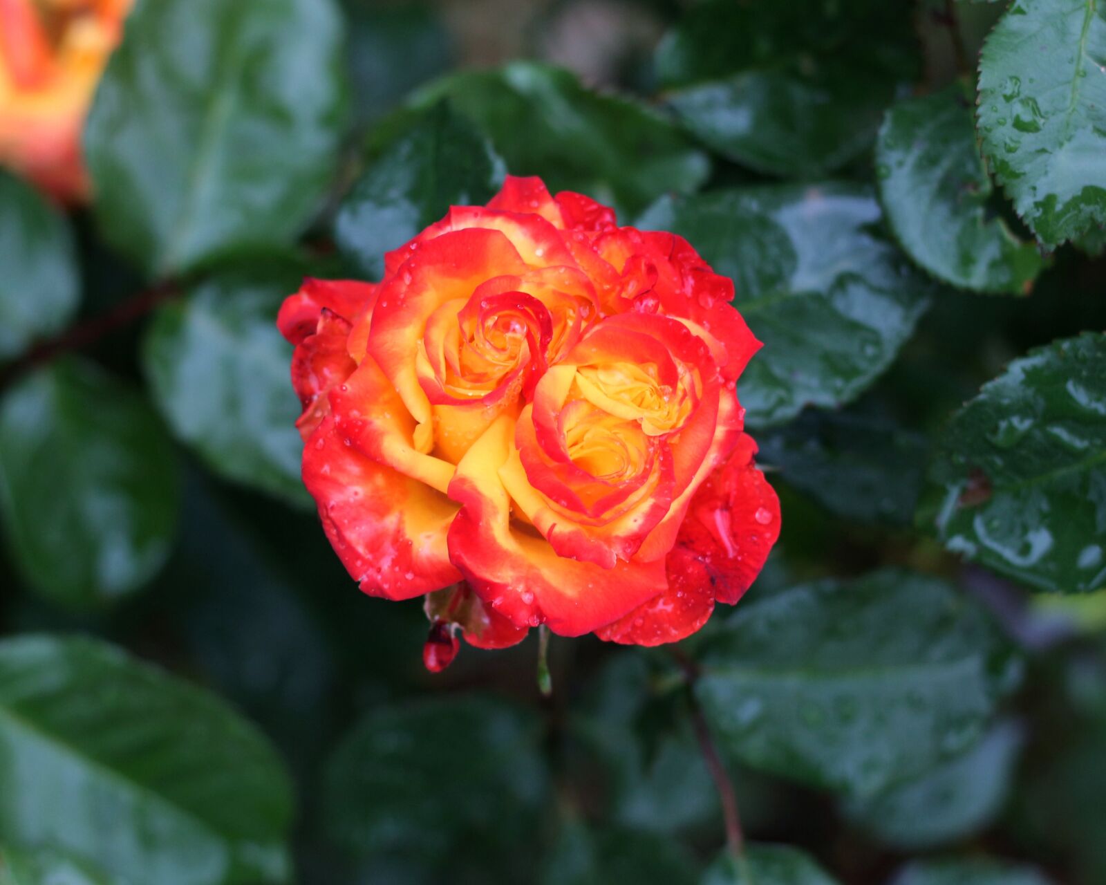 Canon EOS 700D (EOS Rebel T5i / EOS Kiss X7i) sample photo. Rose, bright colors, orange photography