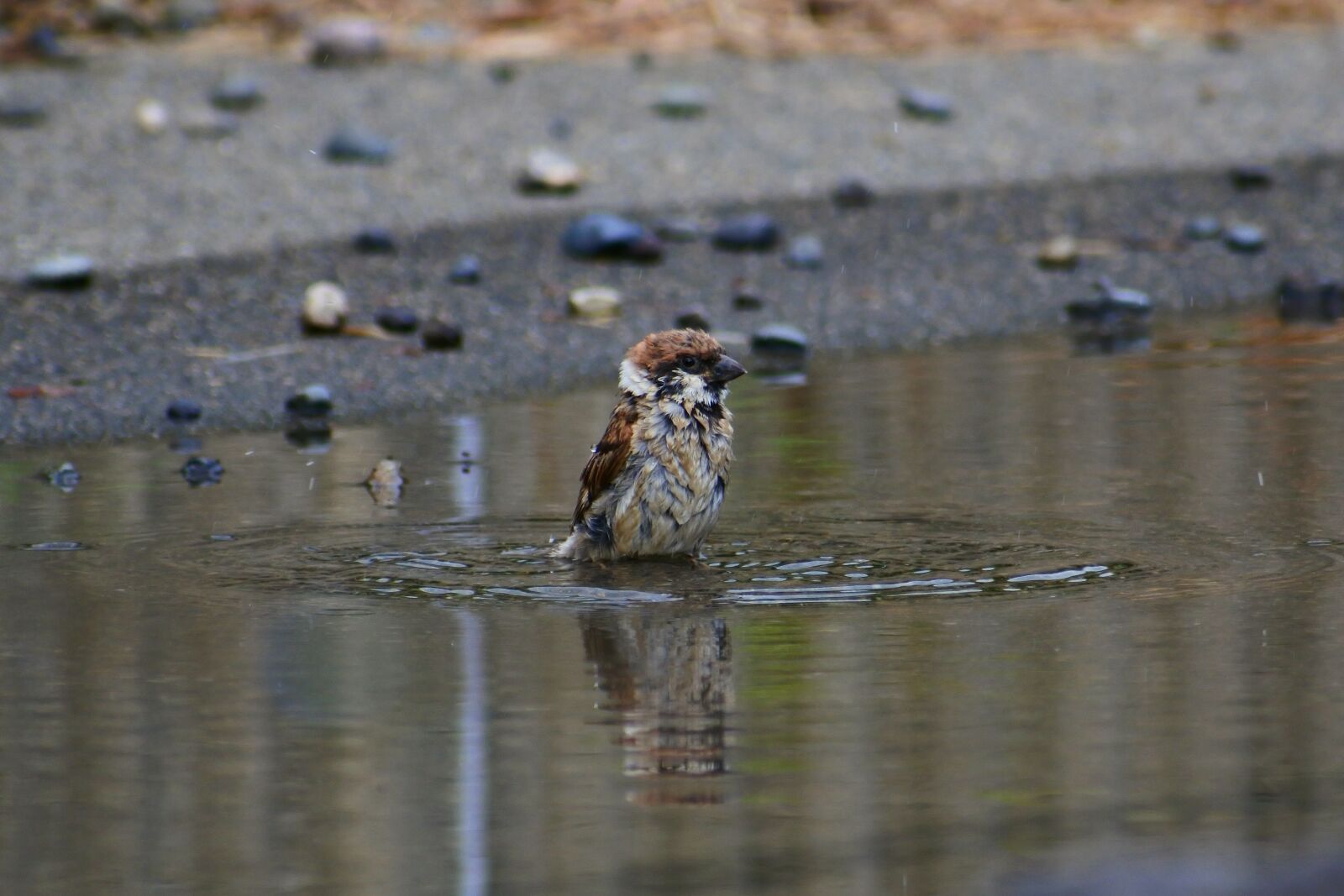 VR 70-300mm f/4.5-6.3G sample photo. Animal, pond, waterside photography