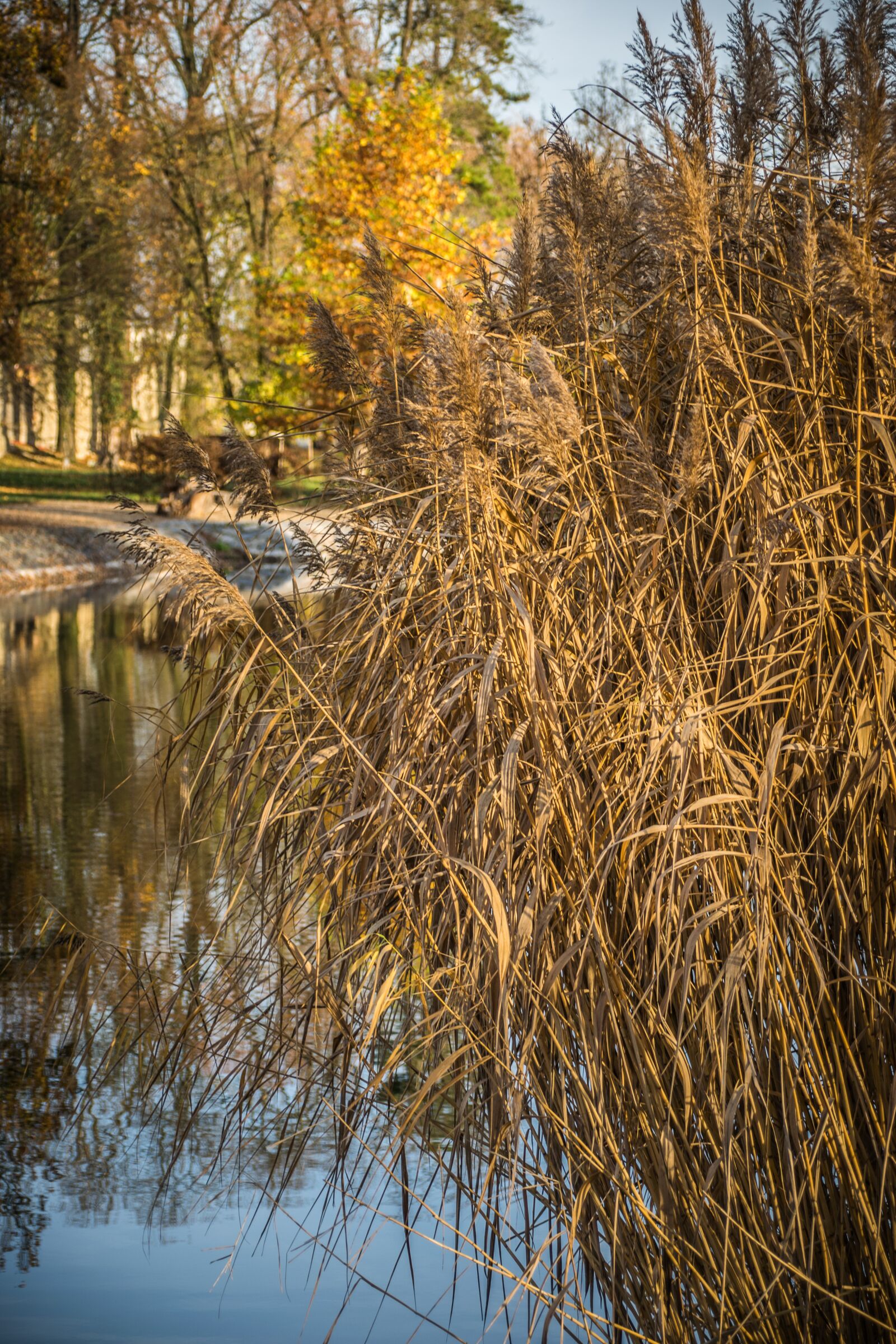 Nikon D5300 sample photo. Reeds, surface, water photography