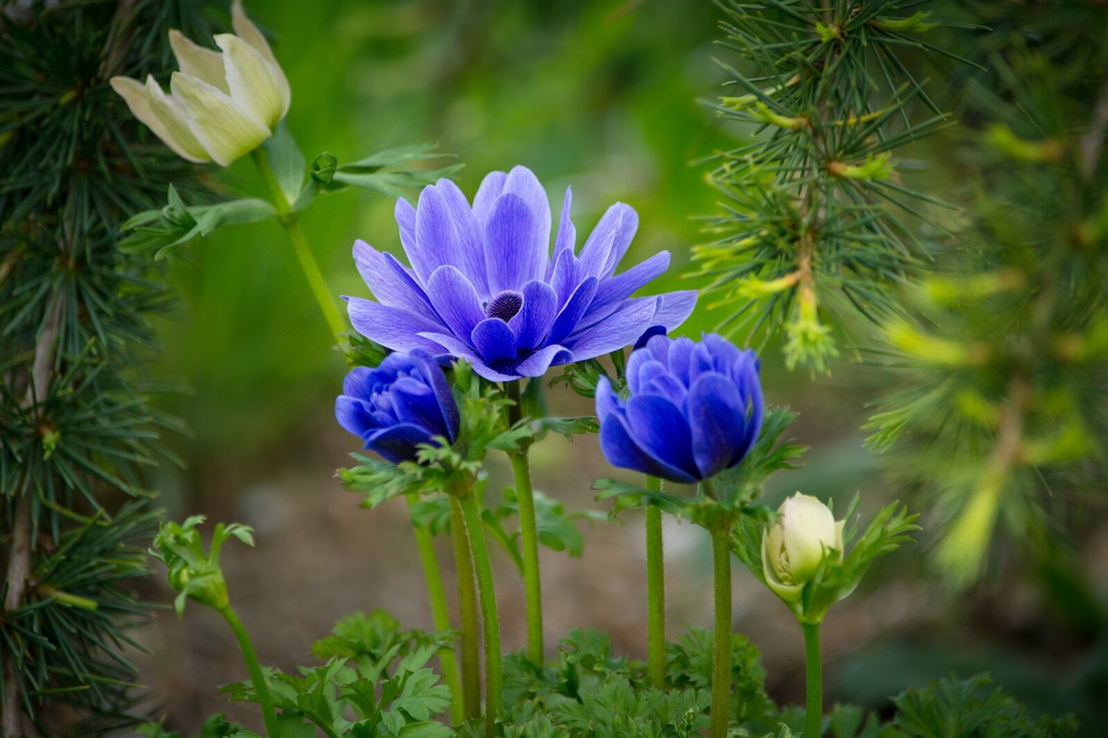 Nikon D7100 sample photo. Anemone, hahnenfu gew chs photography