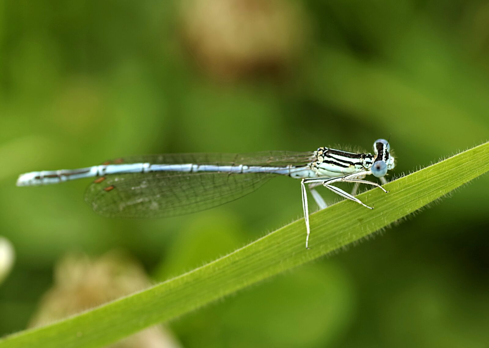 Pentax K-S2 sample photo. Ważka, blue, insect photography