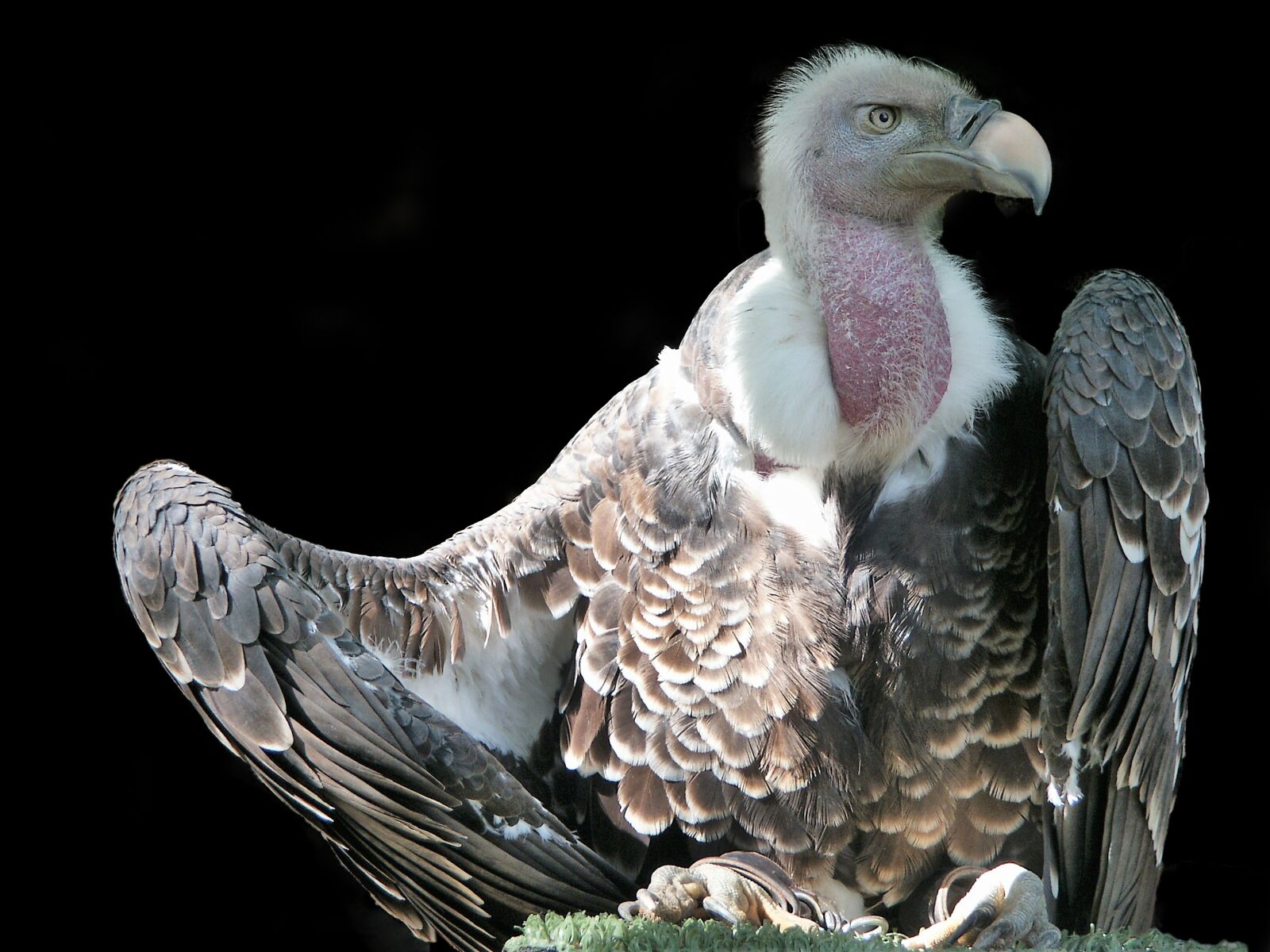 KONICA MINOLTA DiMAGE 7Hi sample photo. Bird, vulture, raptor photography