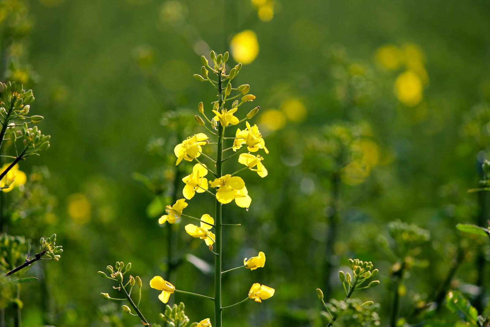 Canon EOS 1100D (EOS Rebel T3 / EOS Kiss X50) sample photo. Oilseed rape, rape blossom photography
