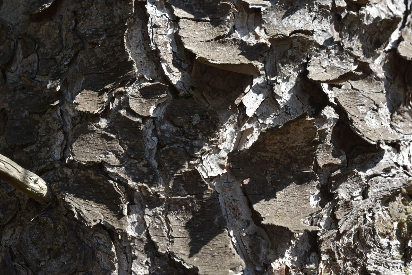 Nikon D800 sample photo
