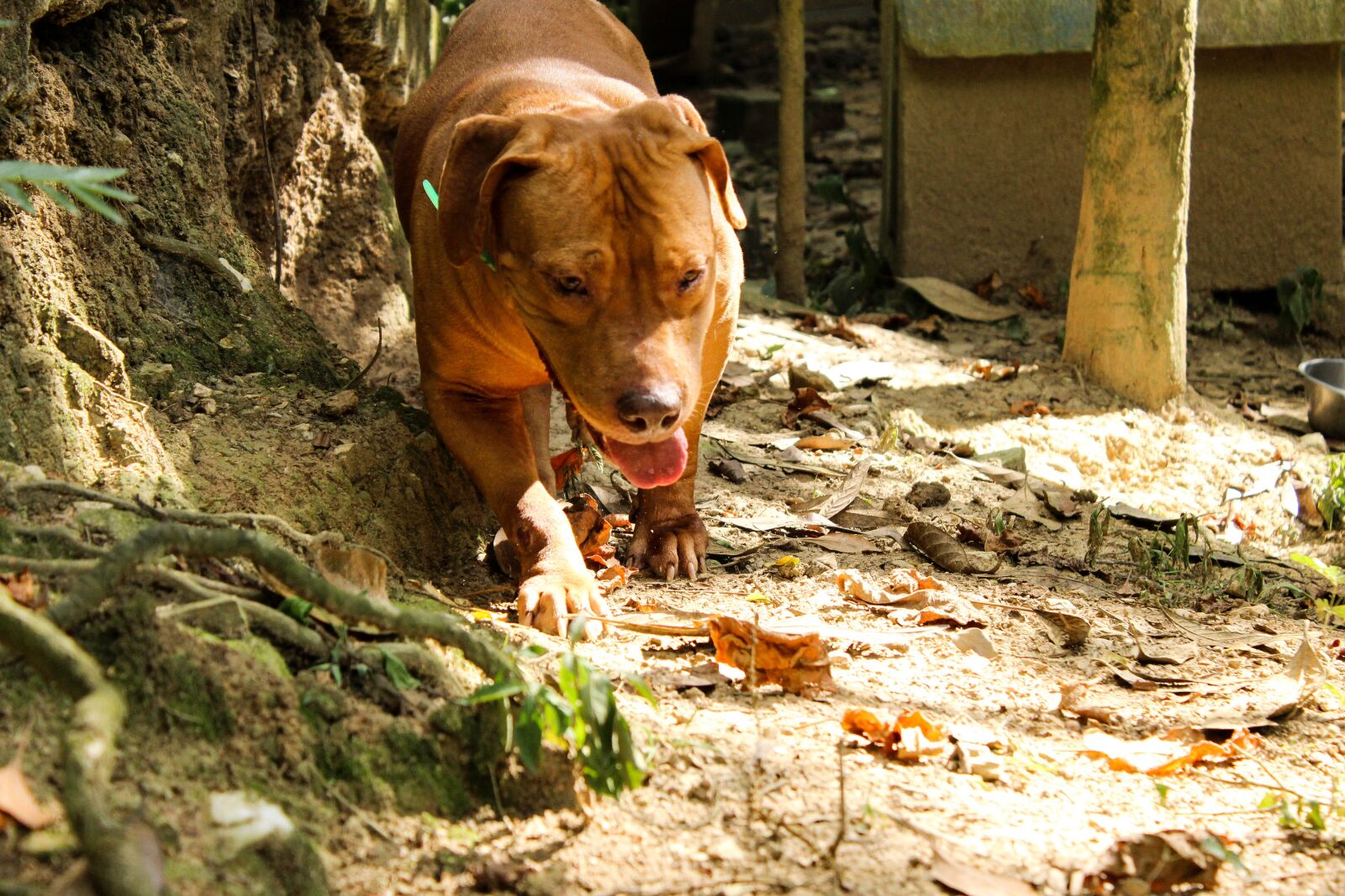 Canon EOS 600D (Rebel EOS T3i / EOS Kiss X5) sample photo. Dog, pitbull, animal photography
