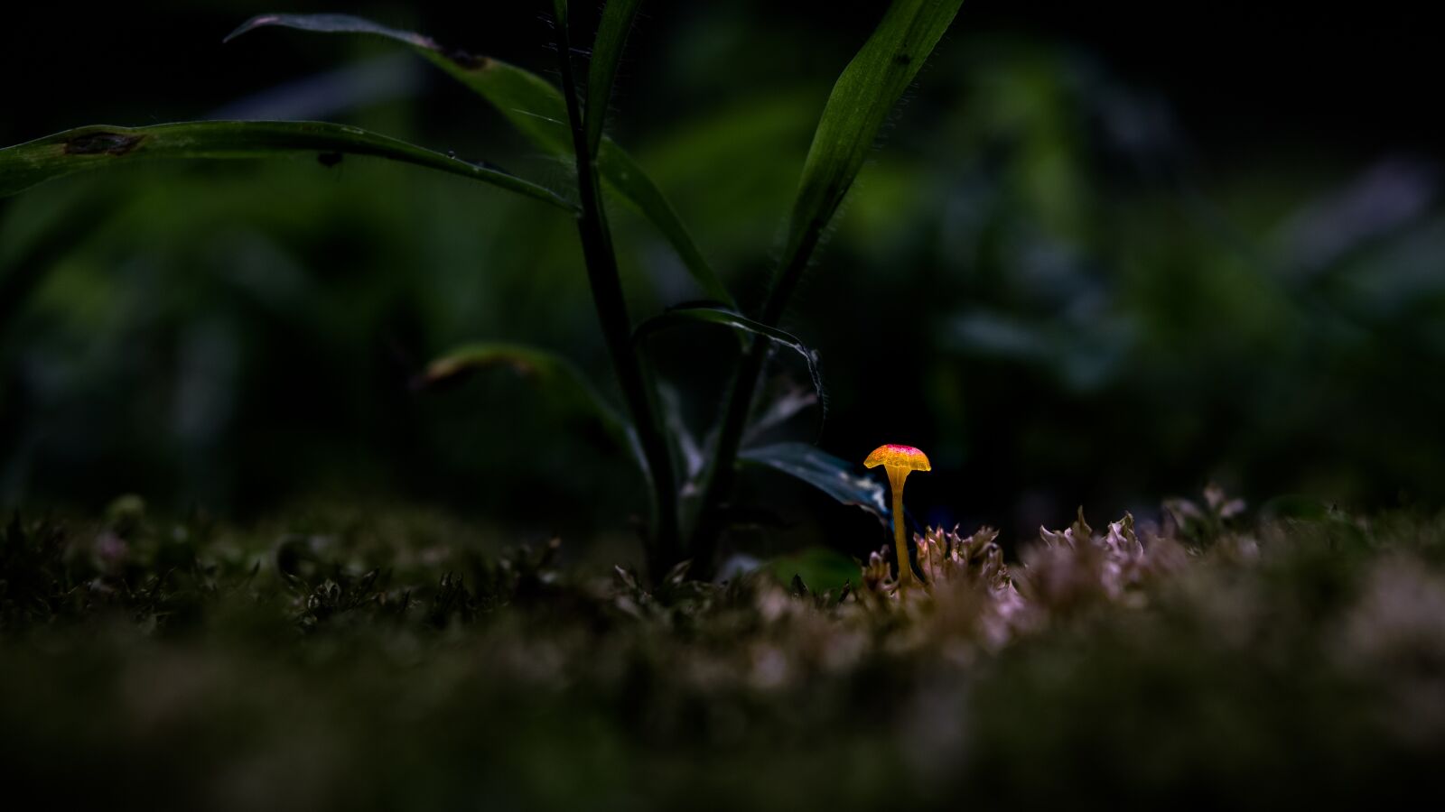 30mm F1.4 DC DN | Contemporary 016 sample photo. Abstract, close up, glow photography