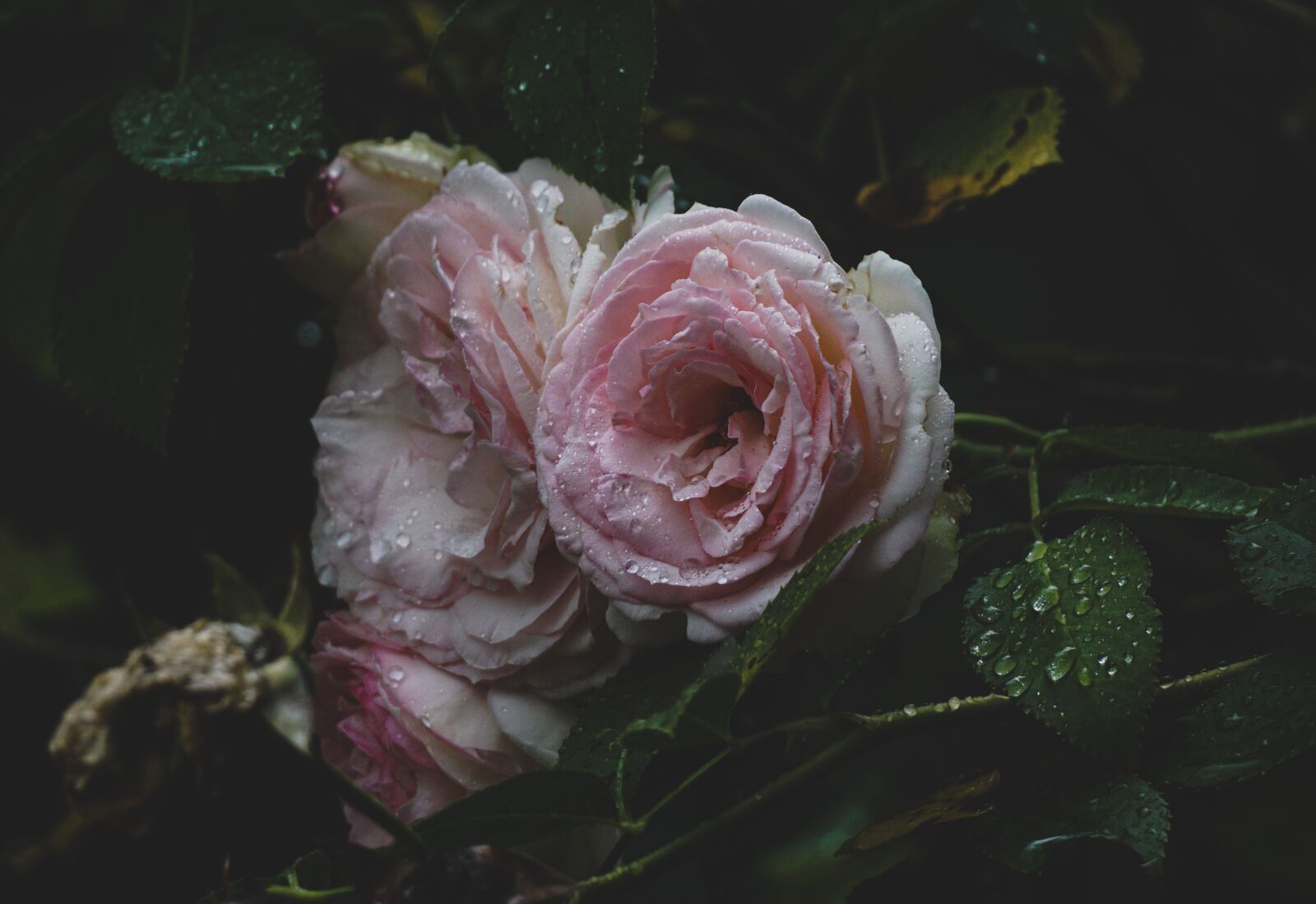 Sony a6000 sample photo. Pink, roses, garden photography