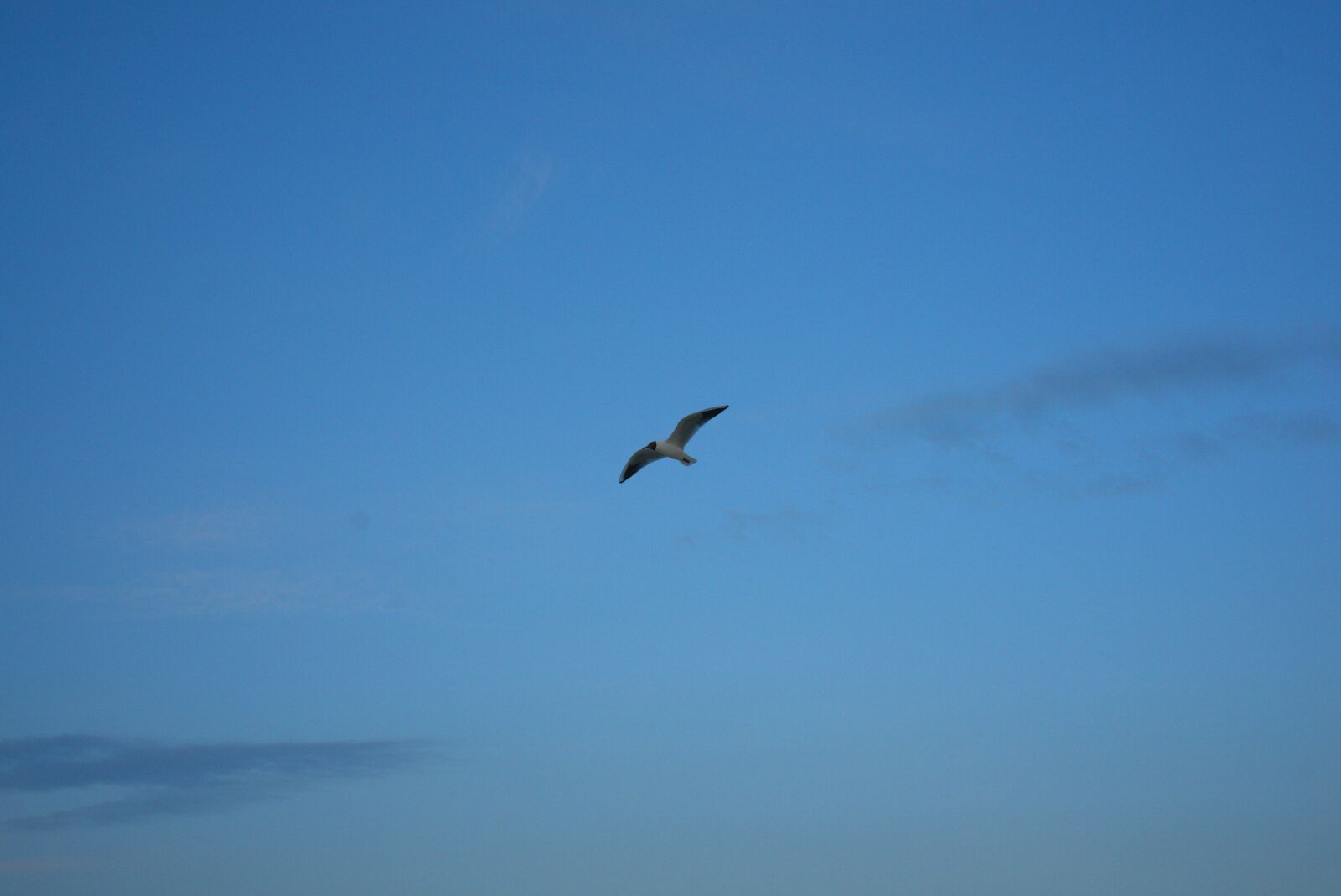 Sony FE 50mm F2.8 Macro sample photo. Seagull, sky, blue photography