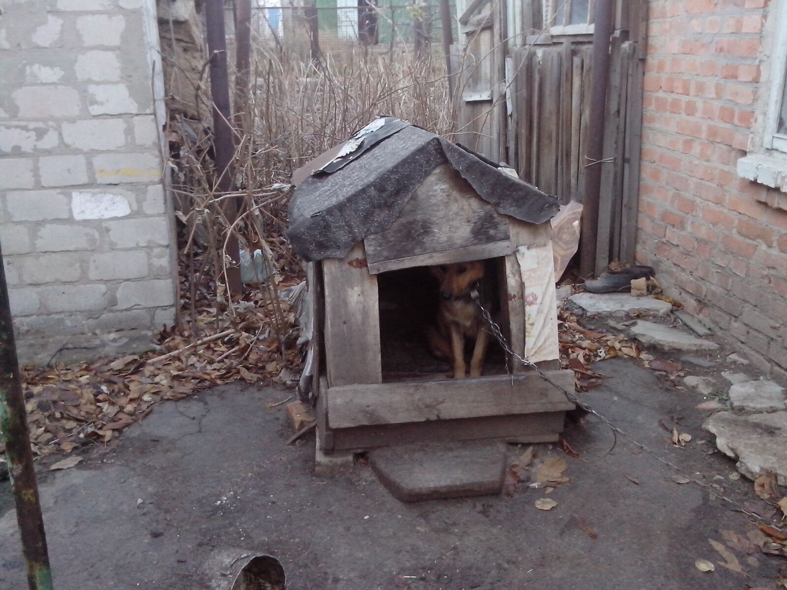 TCT ALCATEL ONE TOUCH 5020D sample photo. Animal, dog, dog, girl photography