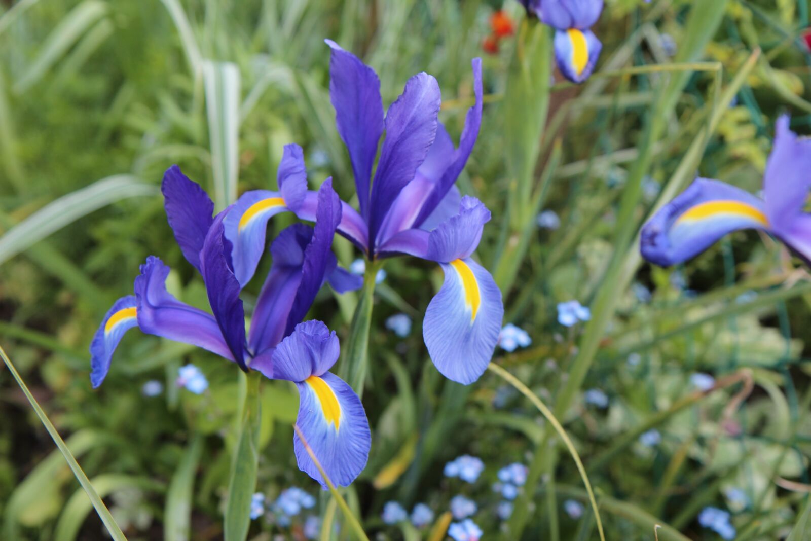 Canon EOS 600D (Rebel EOS T3i / EOS Kiss X5) sample photo. Iris, iris blue, flowering photography
