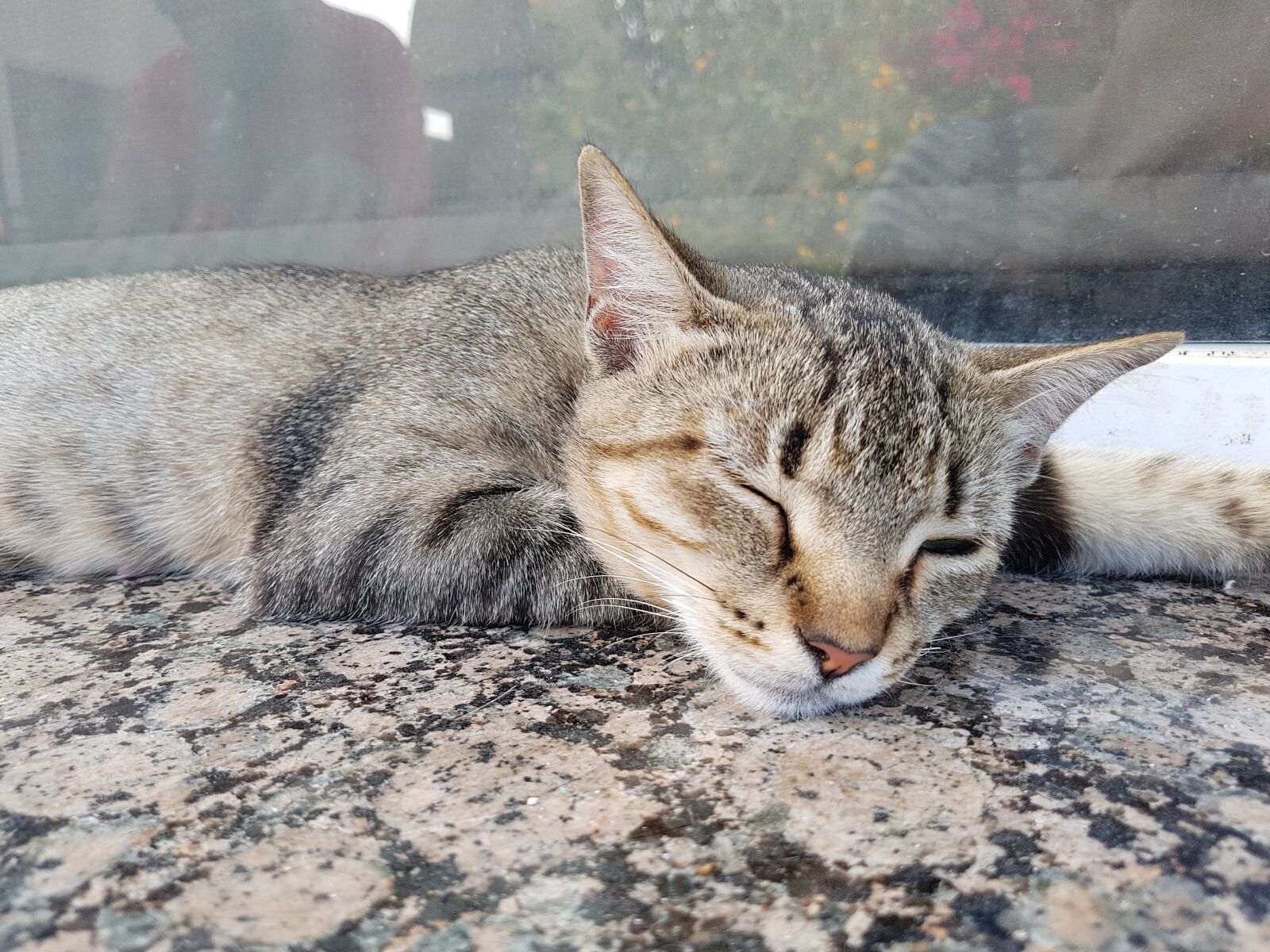 Samsung Galaxy S7 Edge sample photo. Siesta, cat, dream photography