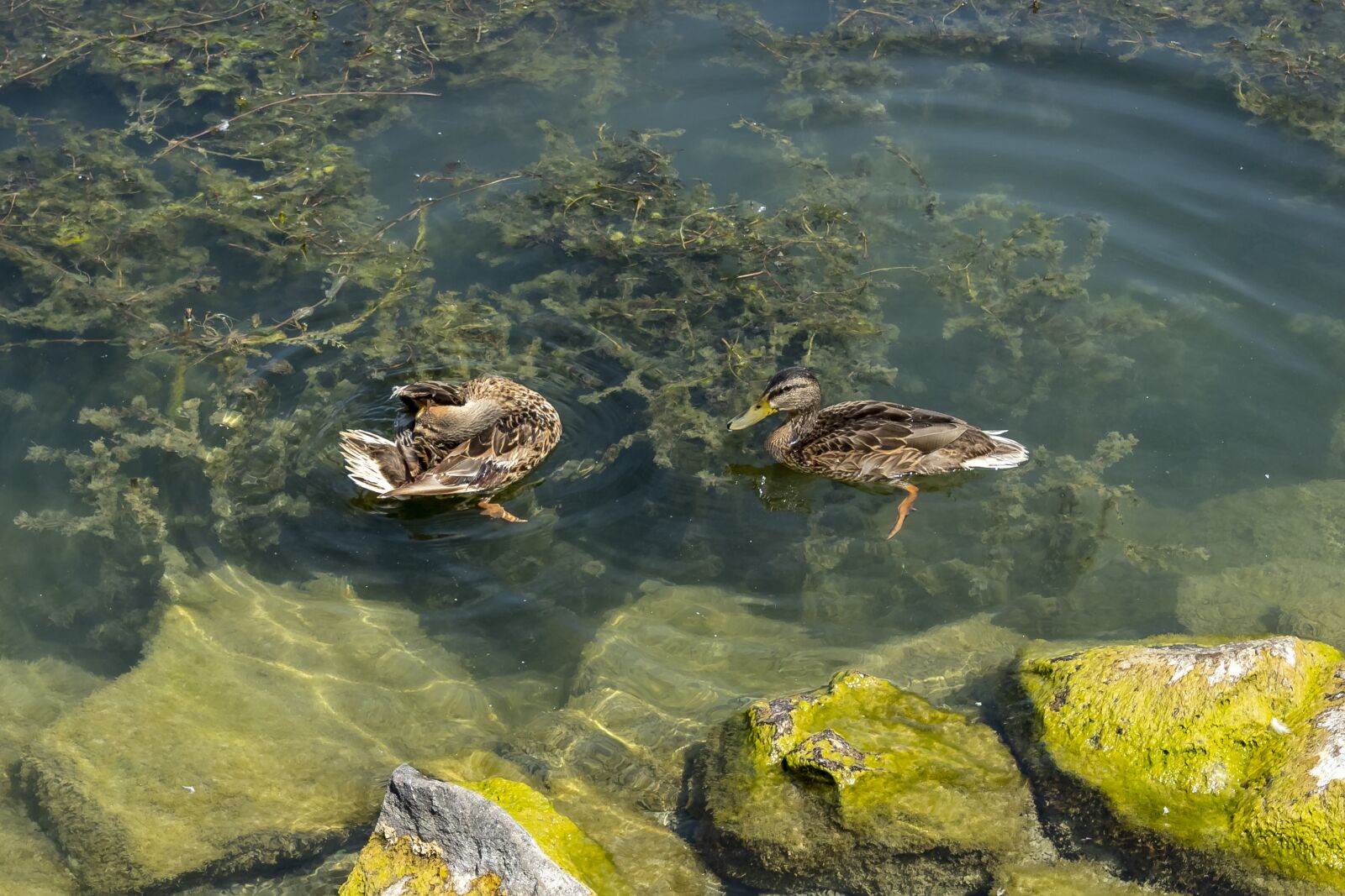 Canon EOS 1300D (EOS Rebel T6 / EOS Kiss X80) sample photo. Duck, ducks, wild ducks photography