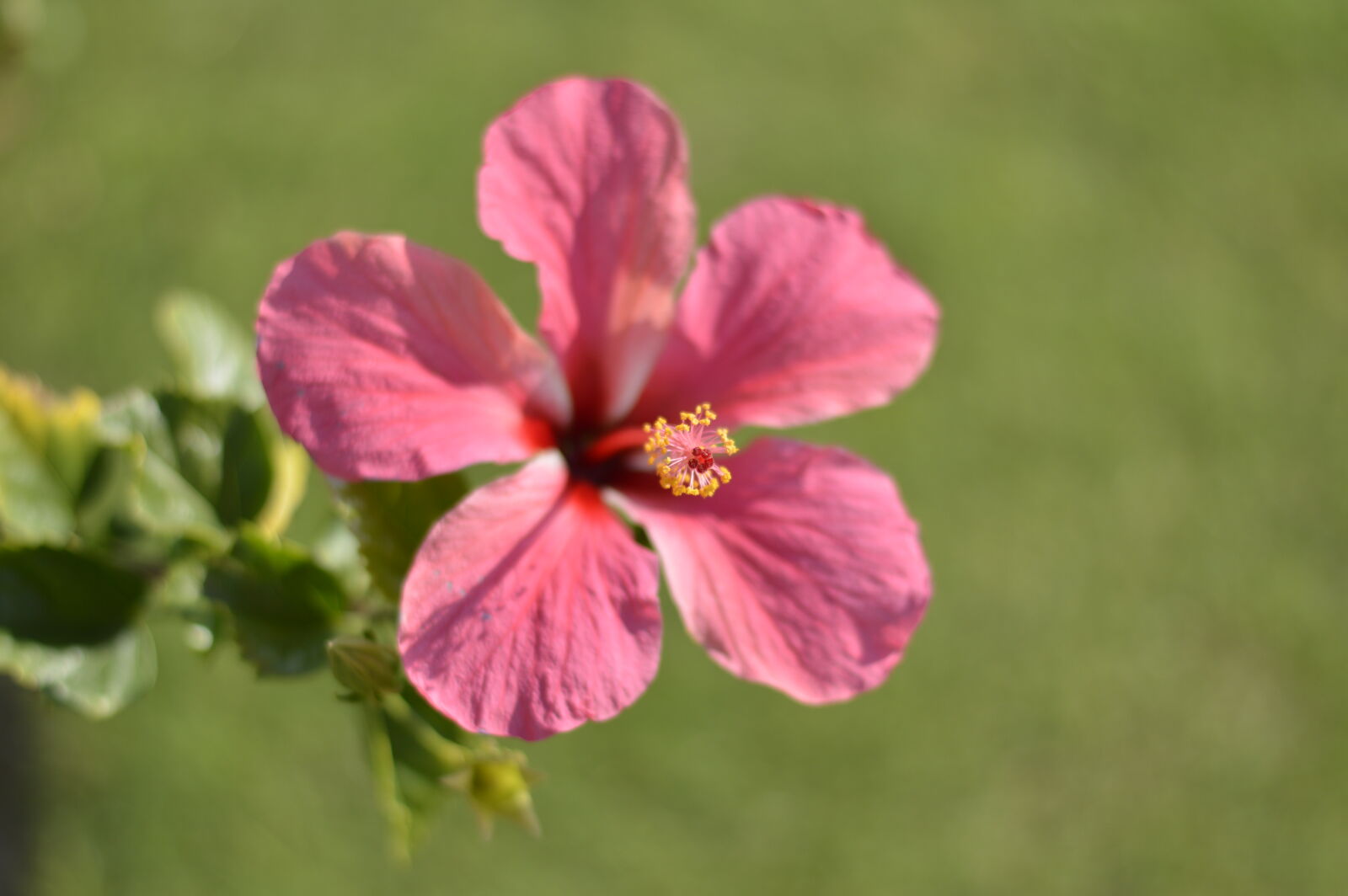 Nikon D3200 + Nikon AF-S Nikkor 50mm F1.8G sample photo. Flower photography