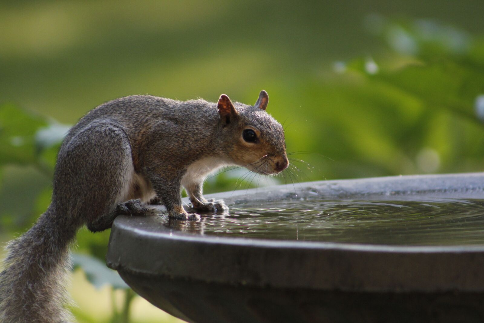 Canon EOS 550D (EOS Rebel T2i / EOS Kiss X4) sample photo. Wild, nature, animal photography