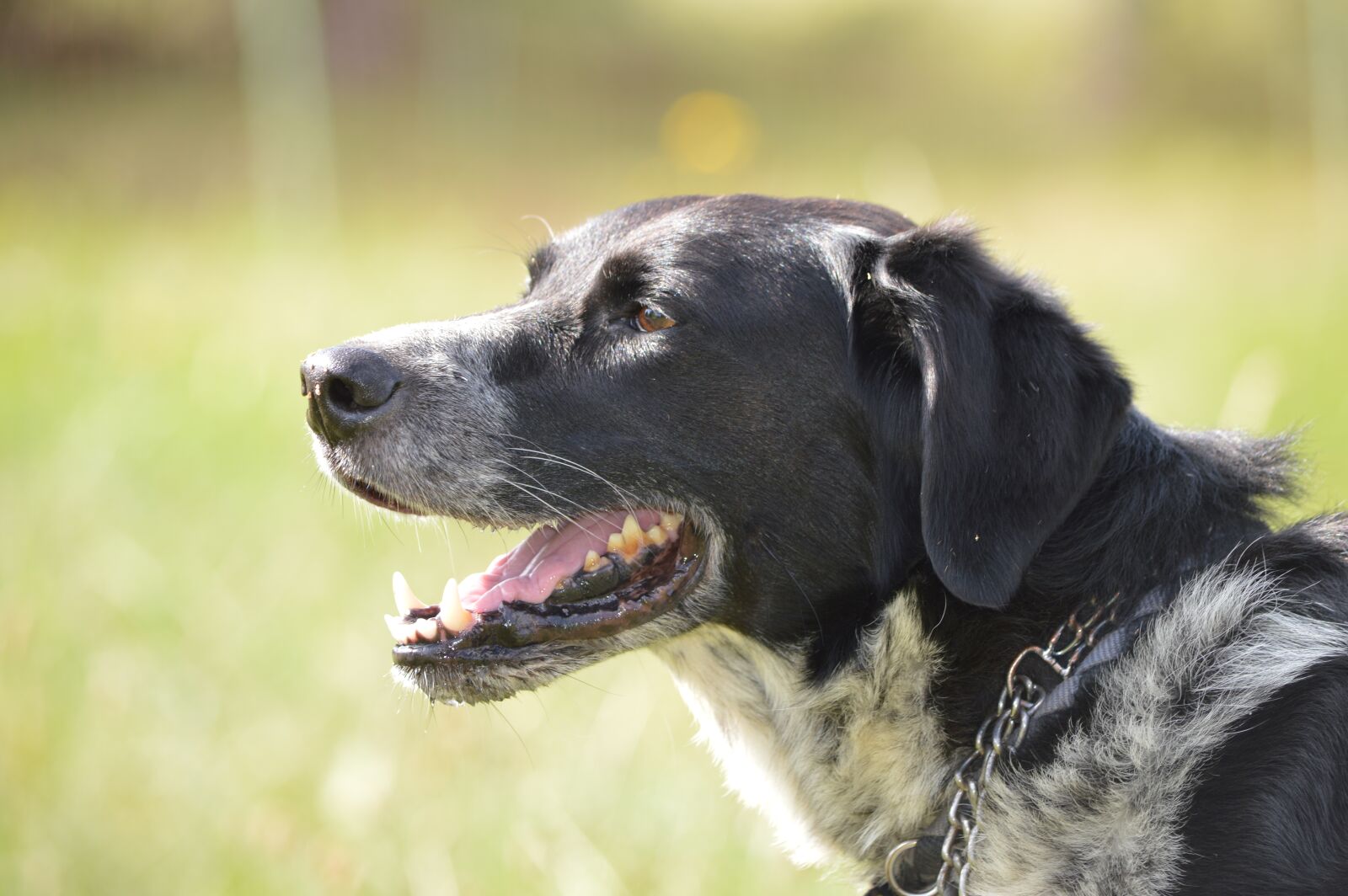 Nikon D3200 sample photo. Dog, animal, pet photography