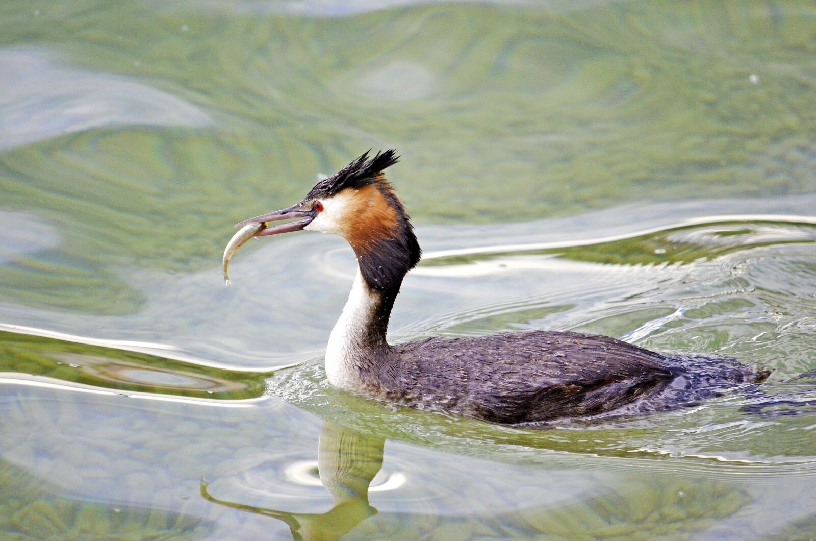 Nikon D5100 sample photo. Great crested grebe, fish photography