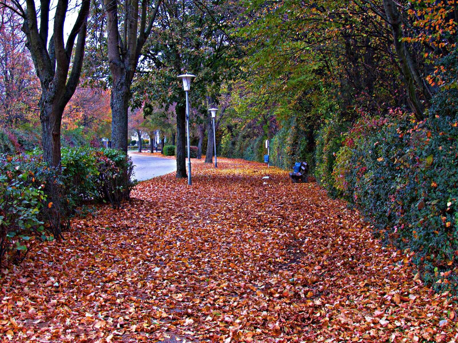 Canon PowerShot SX30 IS sample photo. Foliage, autumn, golden photography