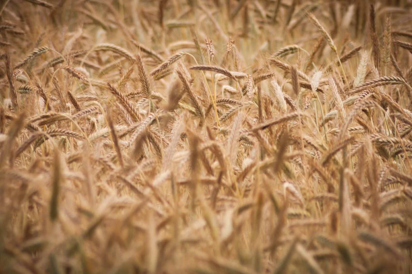 Sony Alpha DSLR-A700 sample photo. Wheat, cereal, spikes photography