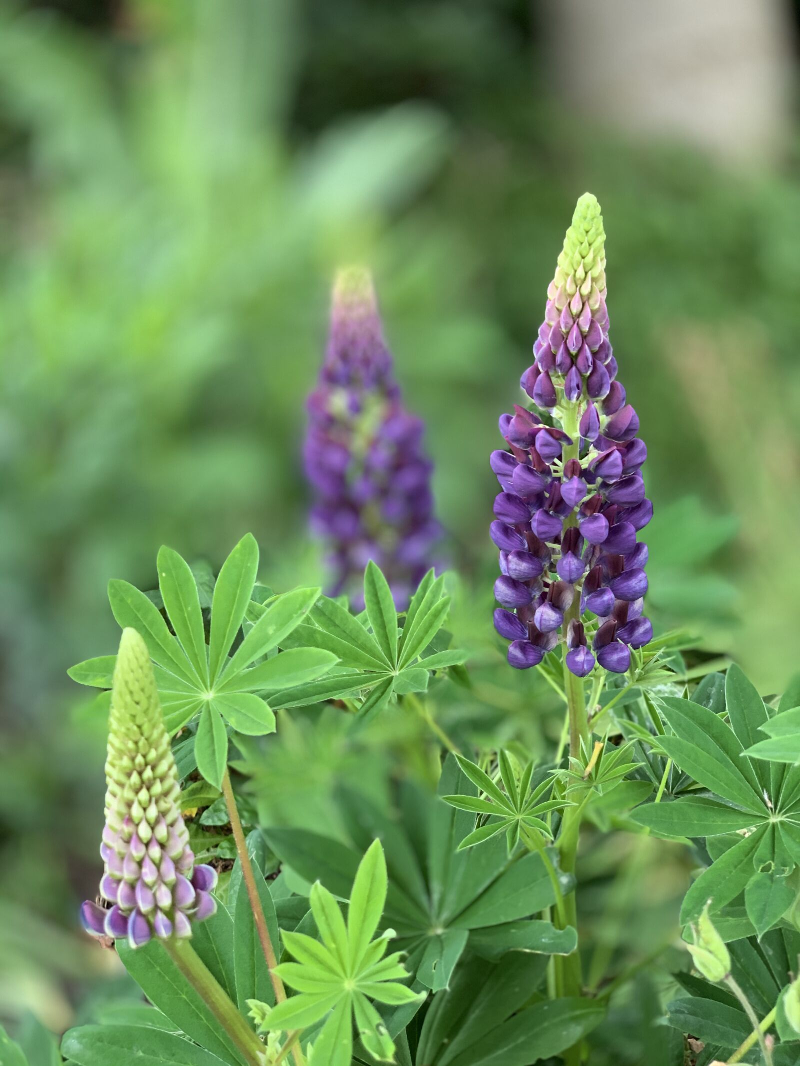 Apple iPhone XS Max + iPhone XS Max back dual camera 6mm f/2.4 sample photo. Garden, lupins, blue photography