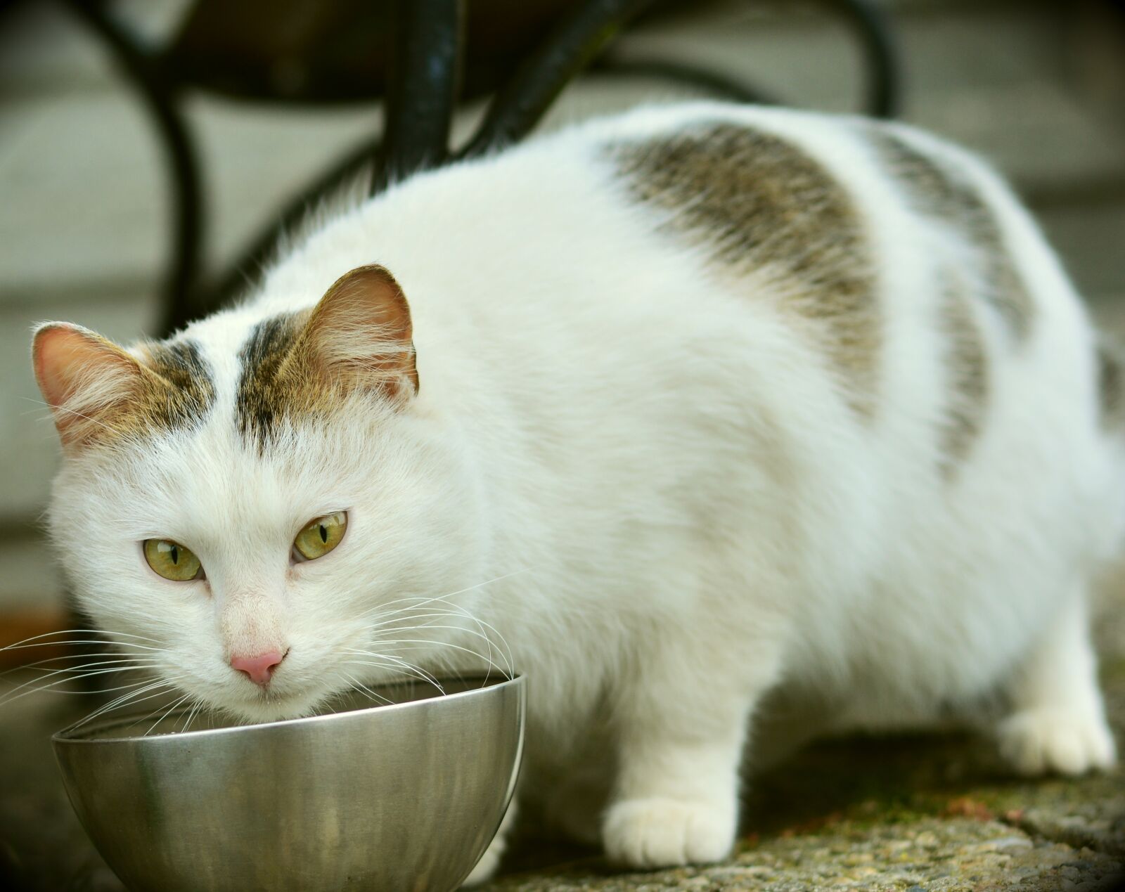 Nikon D5200 sample photo. Cat, mammal, cute photography