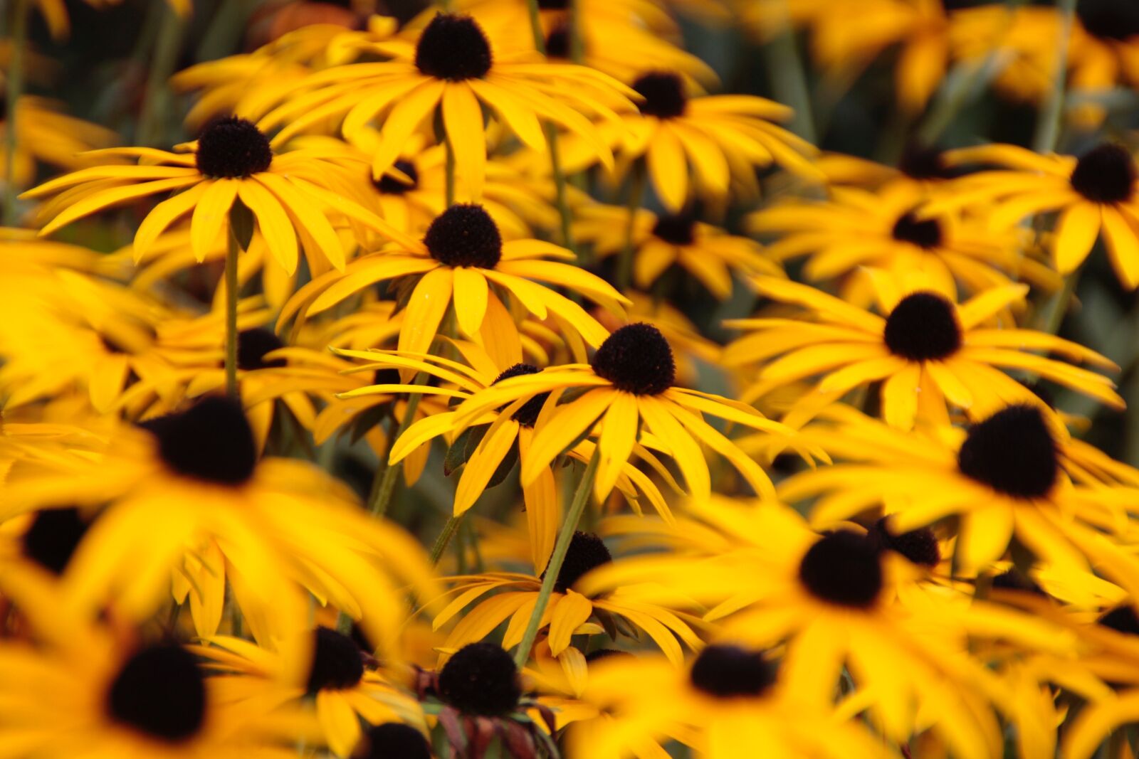 Canon EOS 60D sample photo. Autumn flowers, autumn, flowers photography
