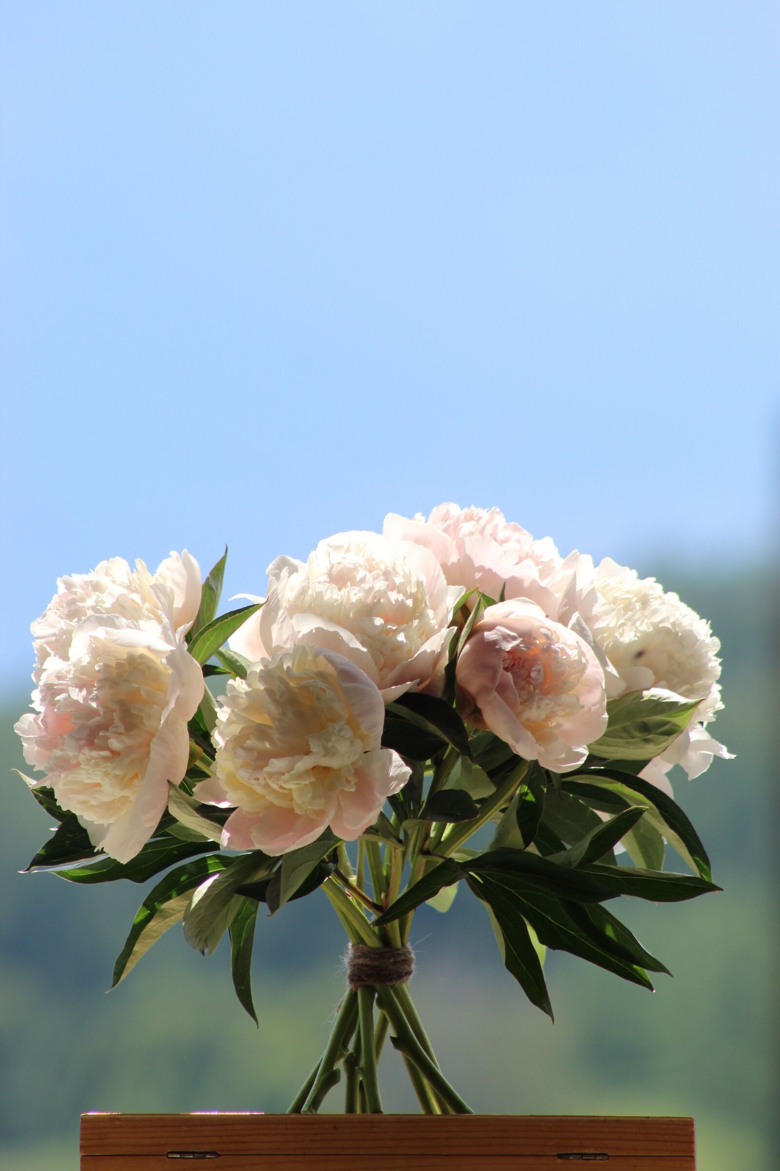 Canon EF 75-300mm f/4-5.6 USM sample photo. Flowers, peonies, summer photography