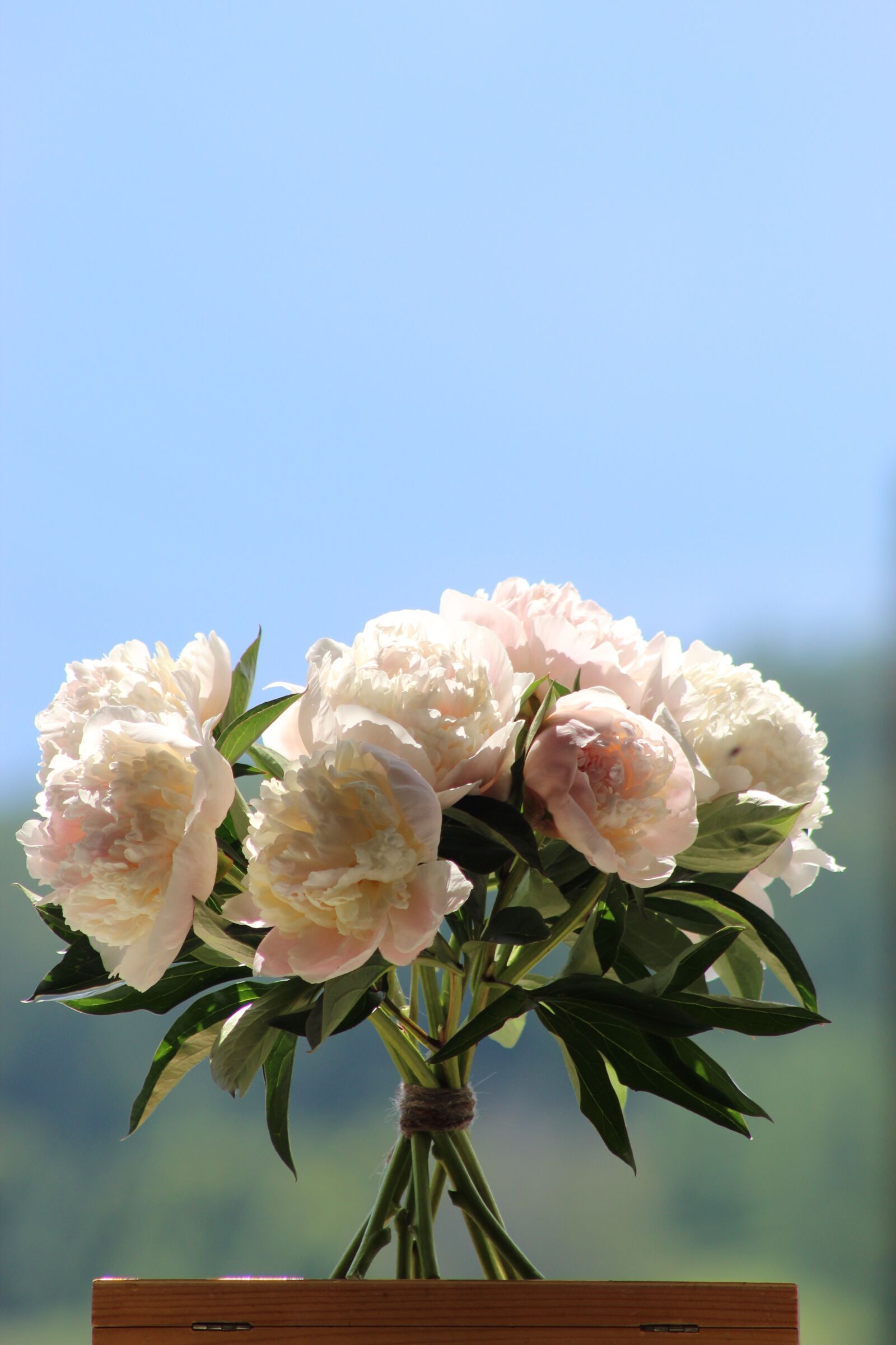 Canon EOS 4000D (EOS Rebel T100 / EOS 3000D) sample photo. Flowers, peonies, summer photography