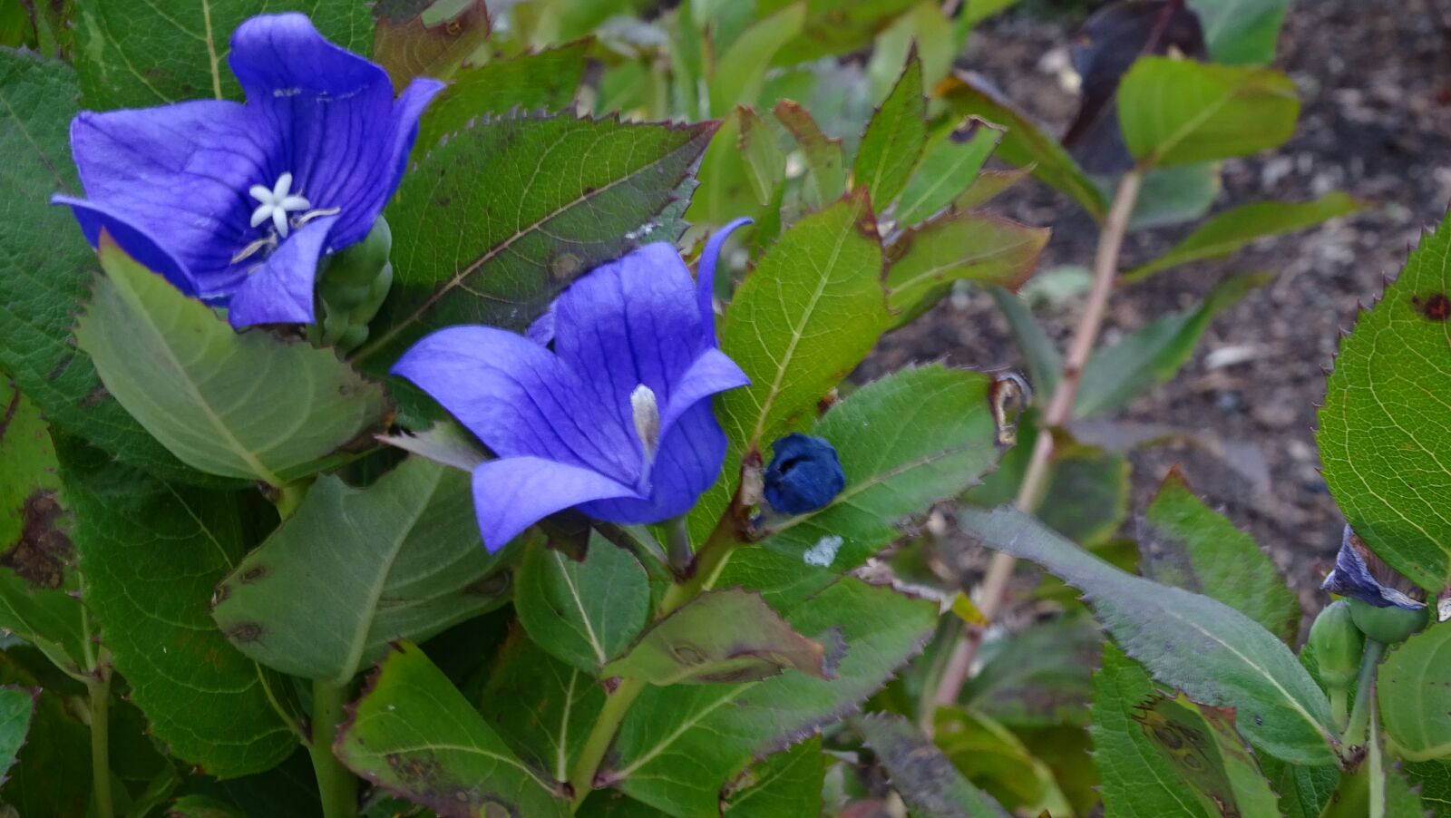 Sony Cyber-shot DSC-HX400V sample photo. Purple, flowers, lavender photography