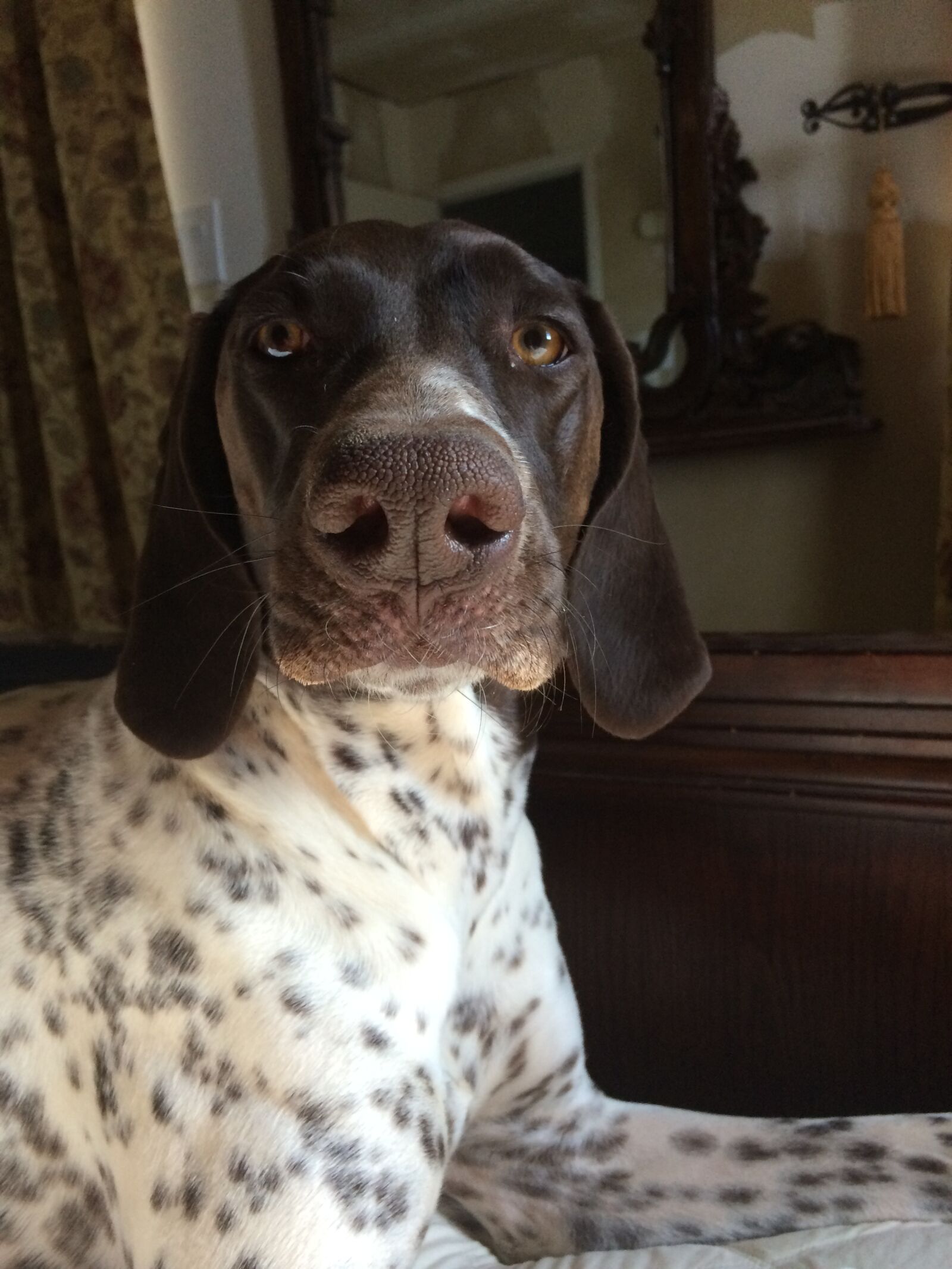 iPhone 5s back camera 4.12mm f/2.2 sample photo. Dog, pointer, nose photography
