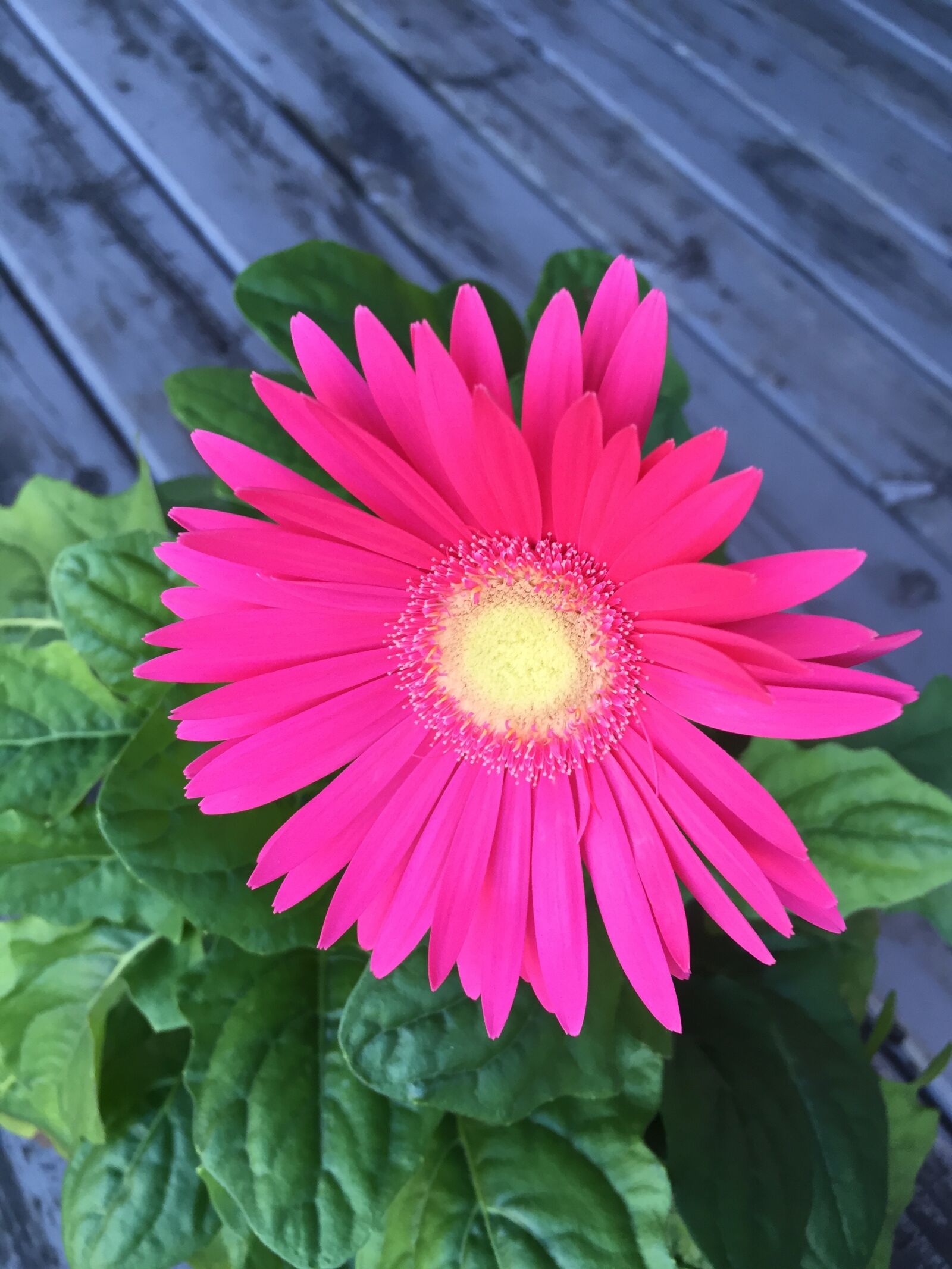 Apple iPhone 6 sample photo. Pink gerber daisy, flowers photography