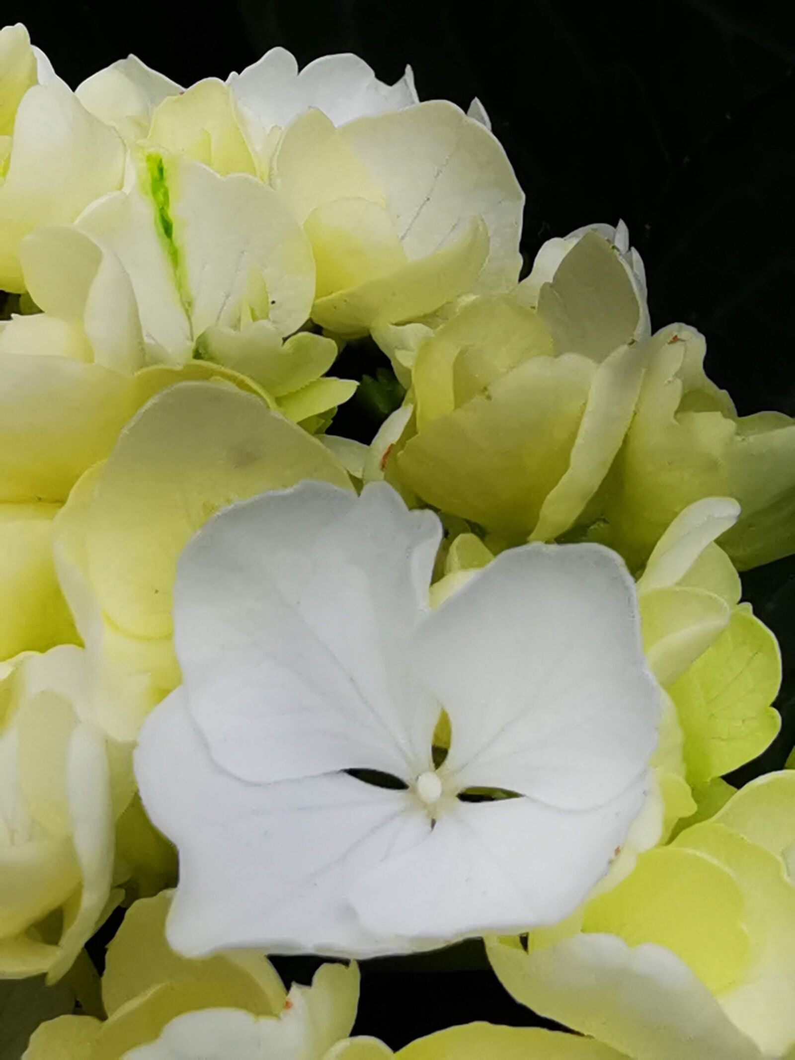 HUAWEI P30 sample photo. Flower, white, garden photography
