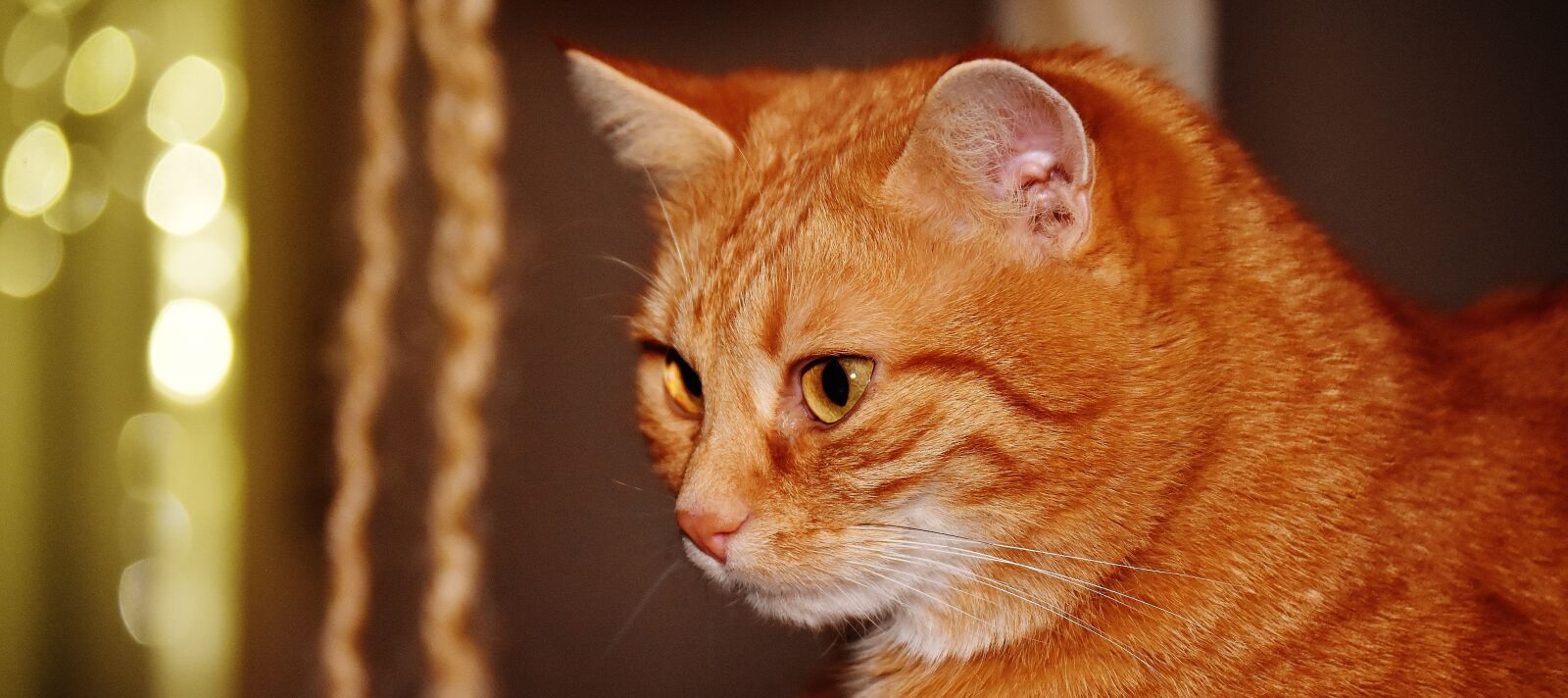 Nikon D7200 sample photo. Cat, red, funny photography