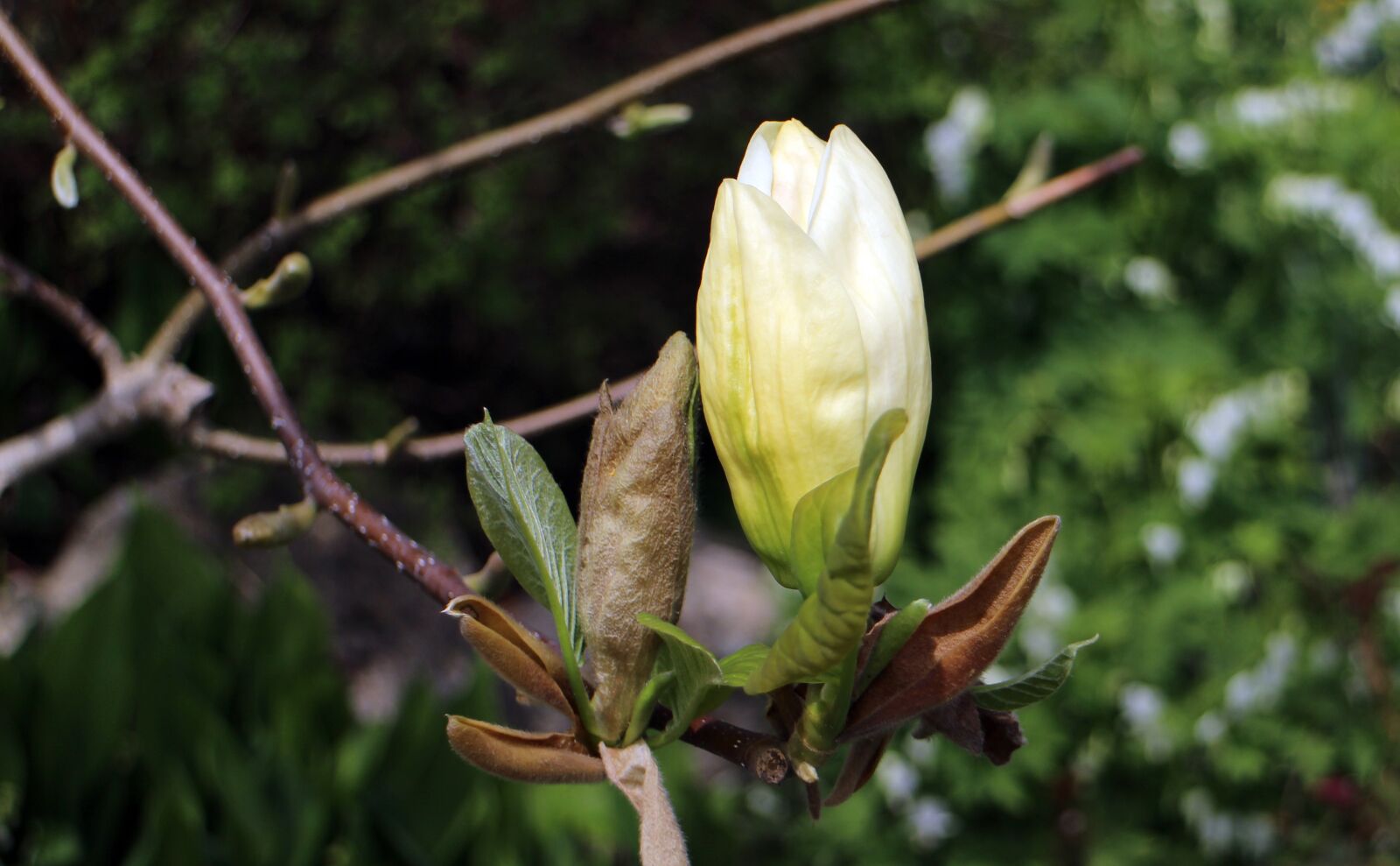 Canon EOS M sample photo. Bud, blossom, bloom photography